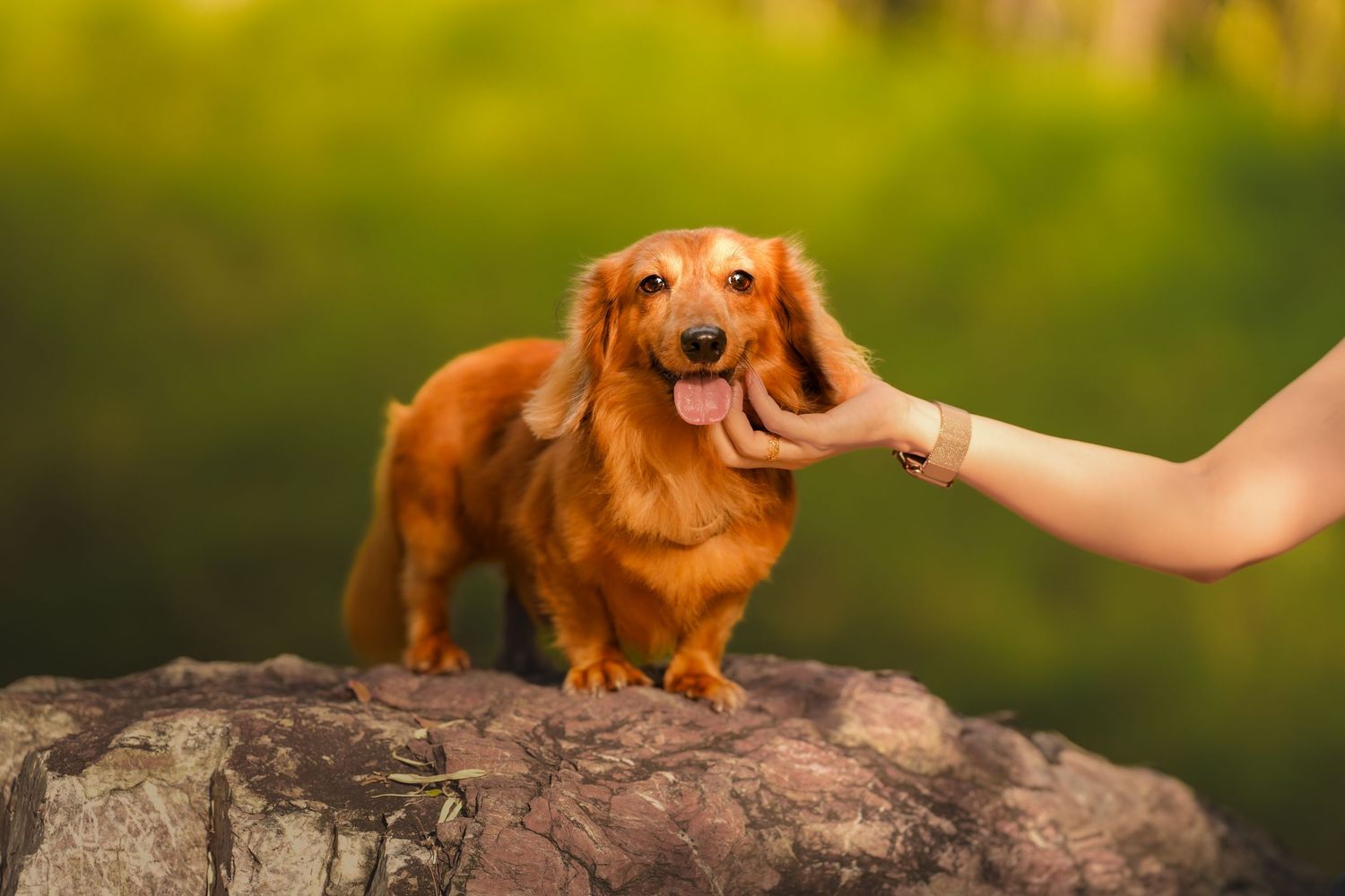 A happy red Dachshund stands on a rock with tongue out while a person gently pets its head outdoors.