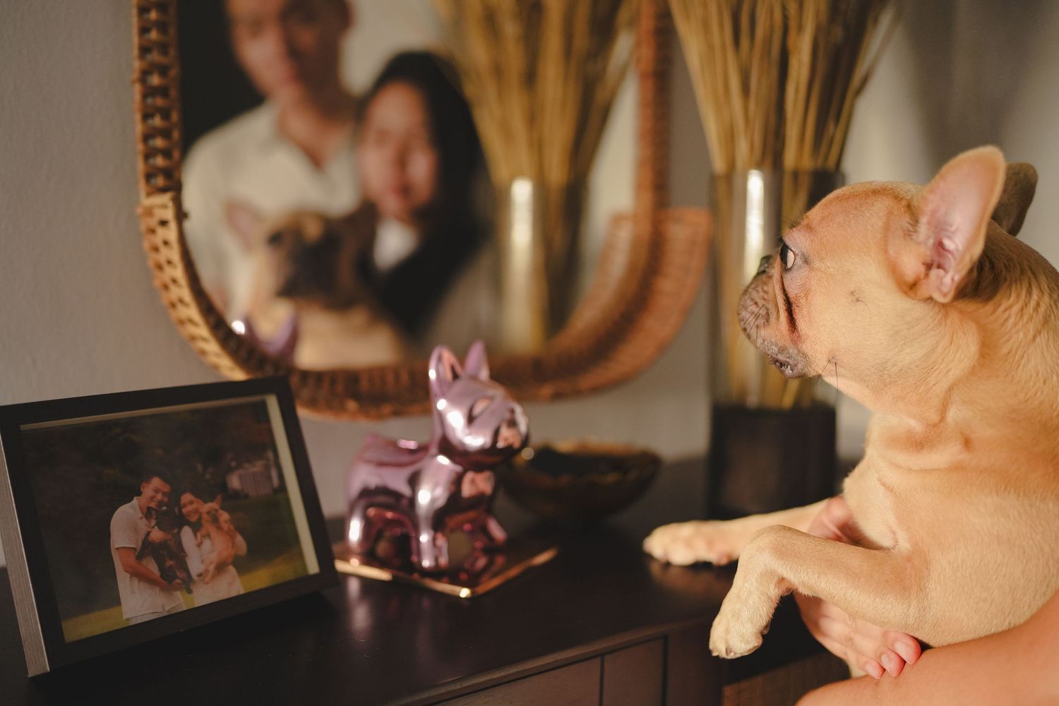 Fawn French Bulldog sits on a dresser near a mirror reflecting a couple in the background.