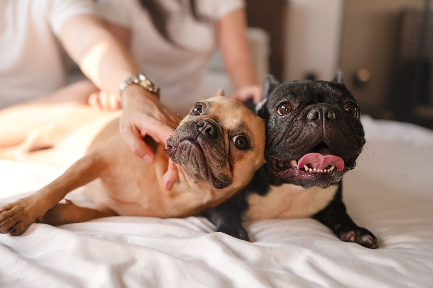 Two French bulldogs, one tan and one black, cuddling together on a white bed with their owner.