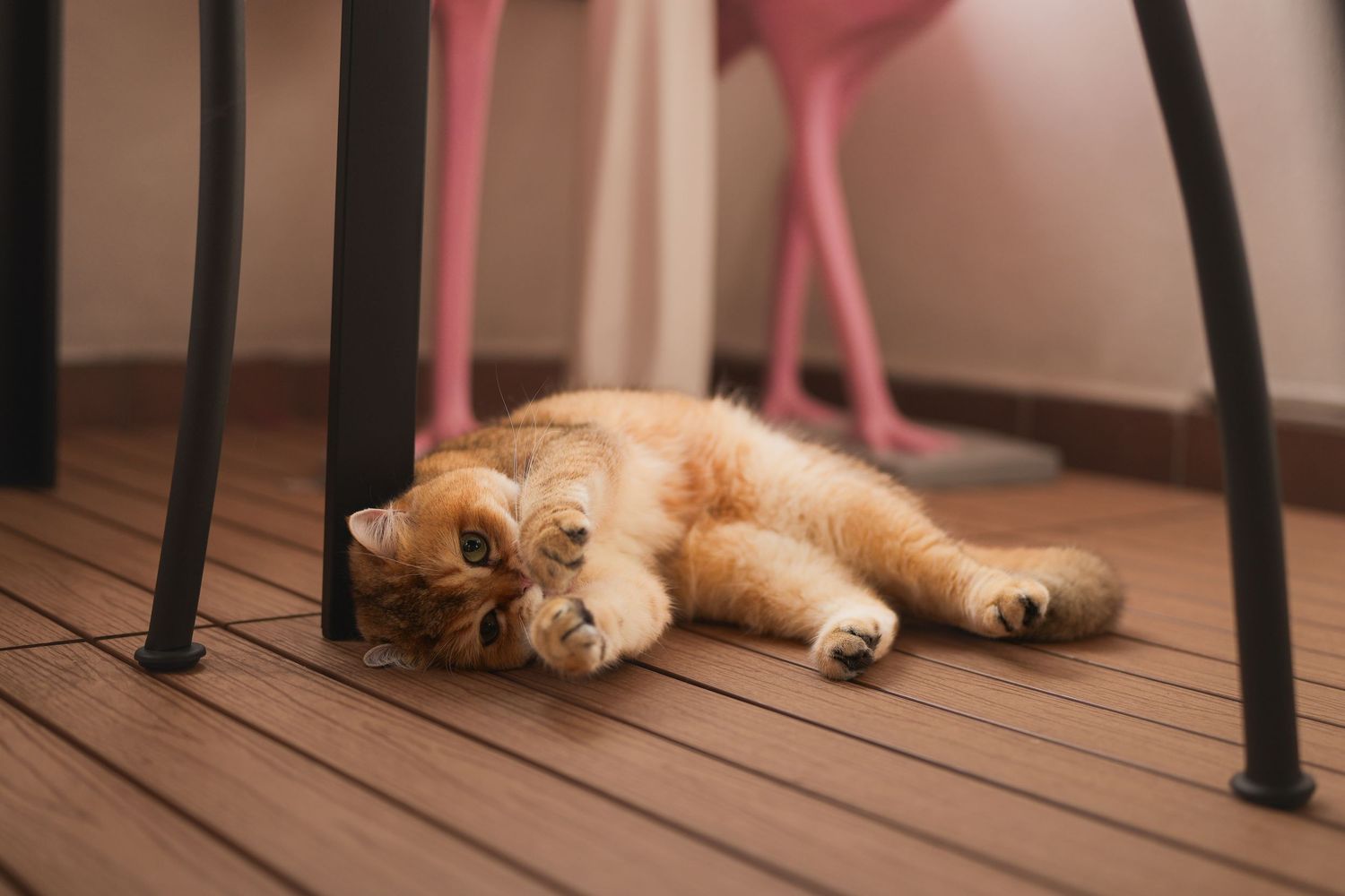 A fluffy orange tabby cat lying playfully on its side on a wooden floor beneath a black chair.