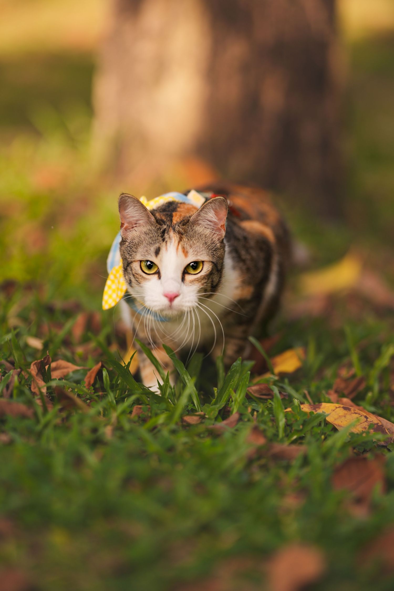 A calico cat with yellow eyes walks through green grass scattered with autumn leaves near a tree trunk.
