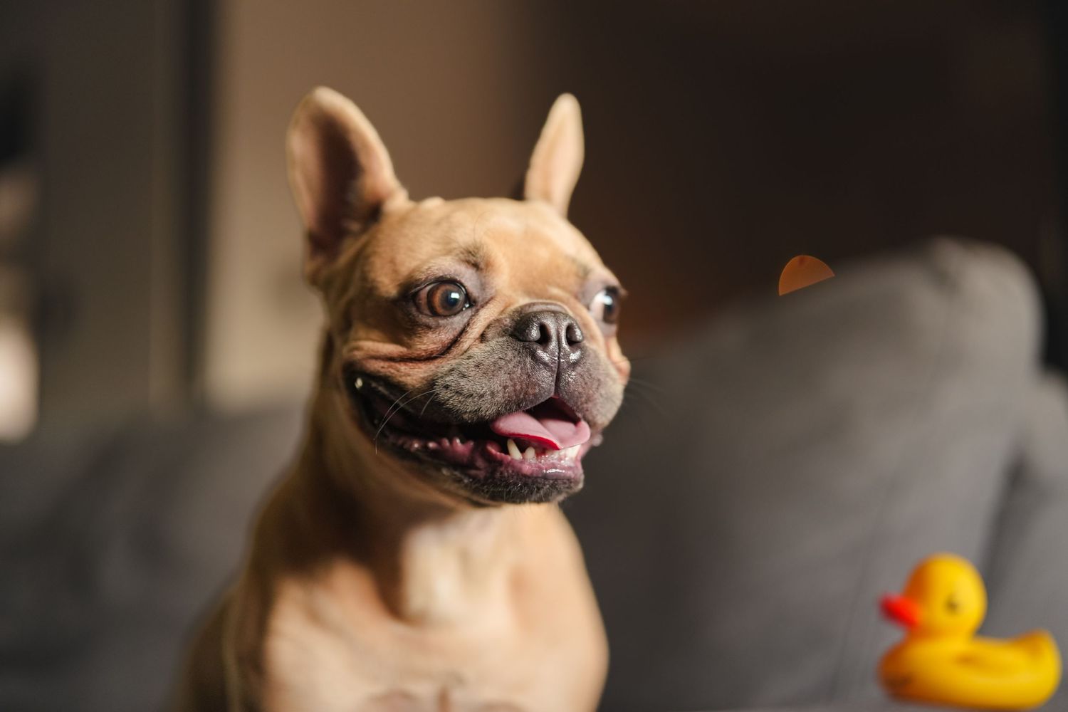 Cute French Bulldog with tongue out sits on a grey sofa next to a yellow rubber duck toy.