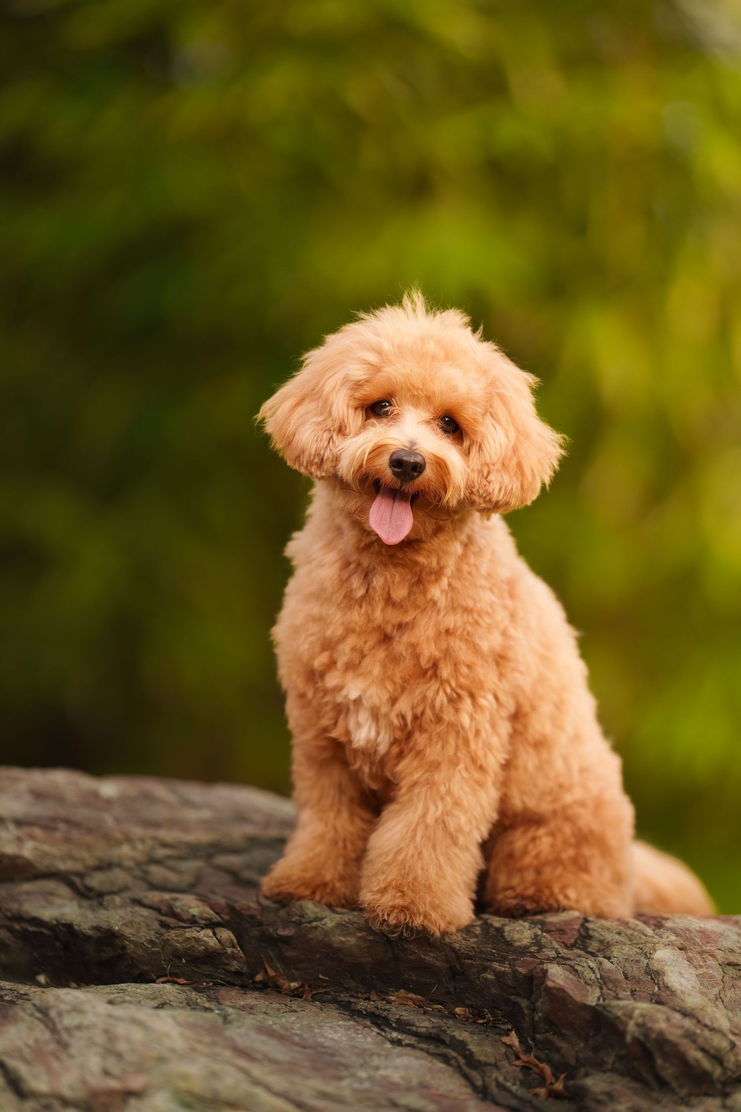 Cute apricot toy poodle sitting on a rock with tongue out against green foliage background.