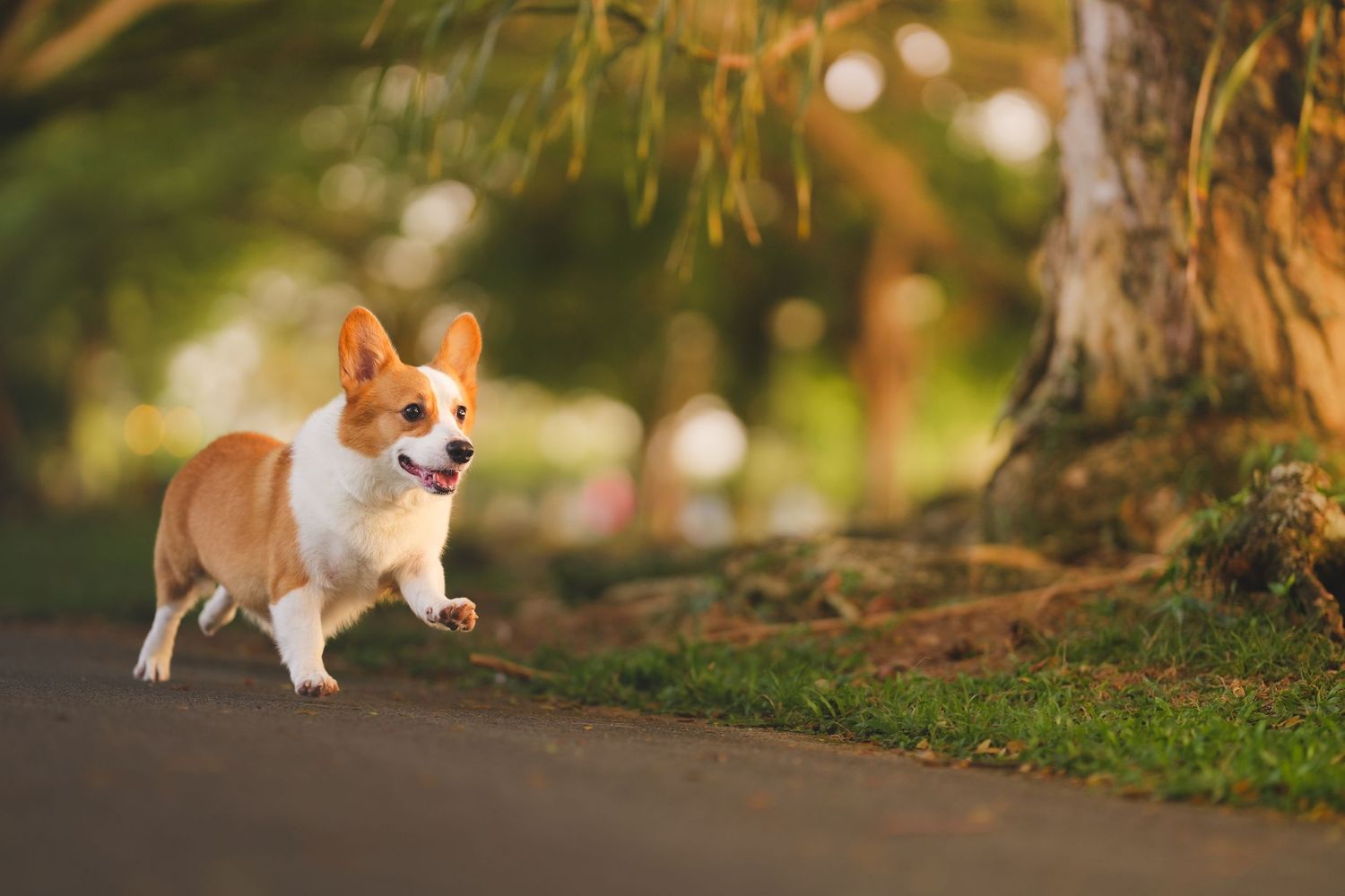 Happy Corgi dog trotting along a sunlit park path with trees in background.