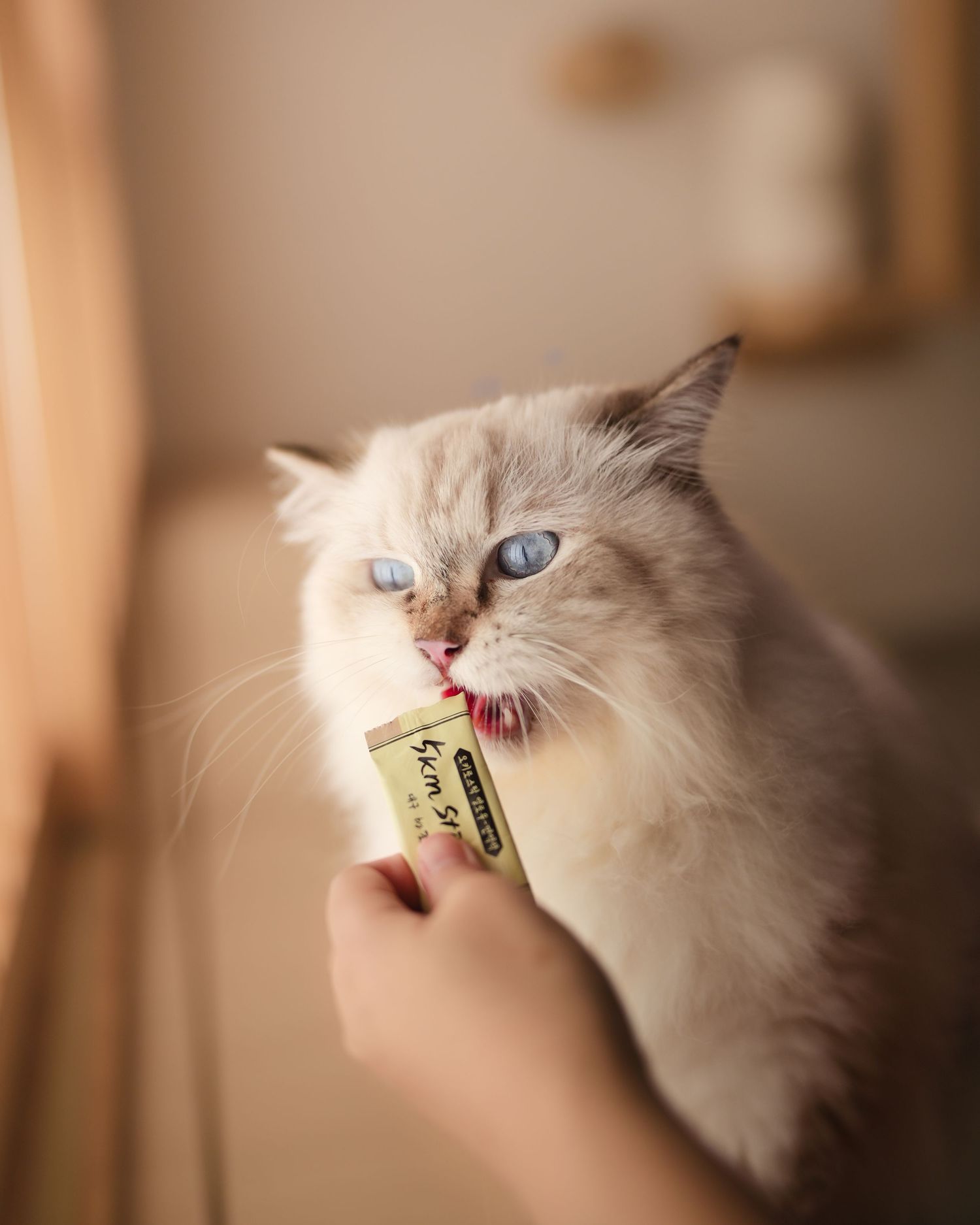A fluffy white blue-eyed cat licks a treat being hand-fed in a warm cozy indoor setting.