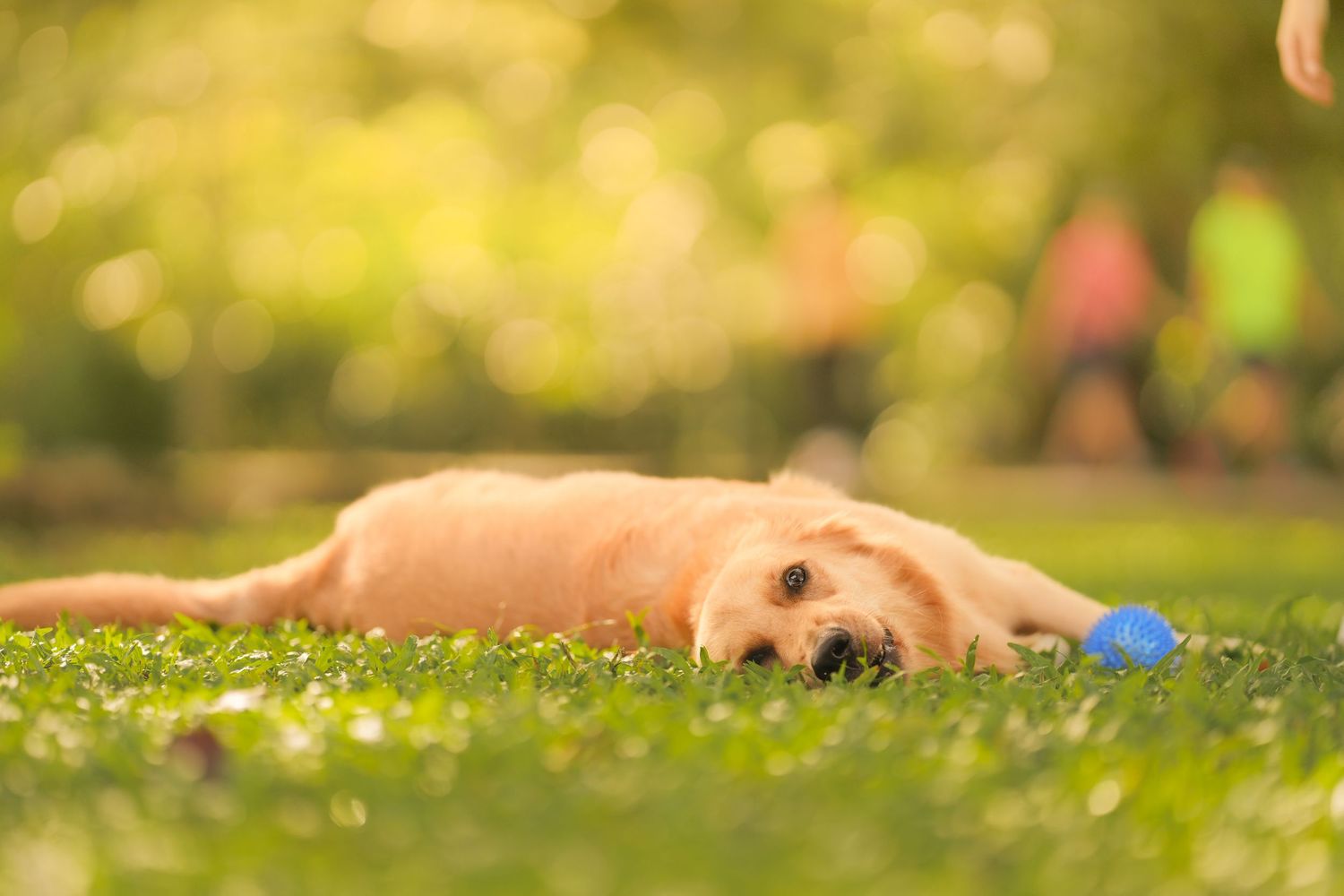 A golden retriever lies relaxed on lush green grass beside a small blue ball in a sunlit park.