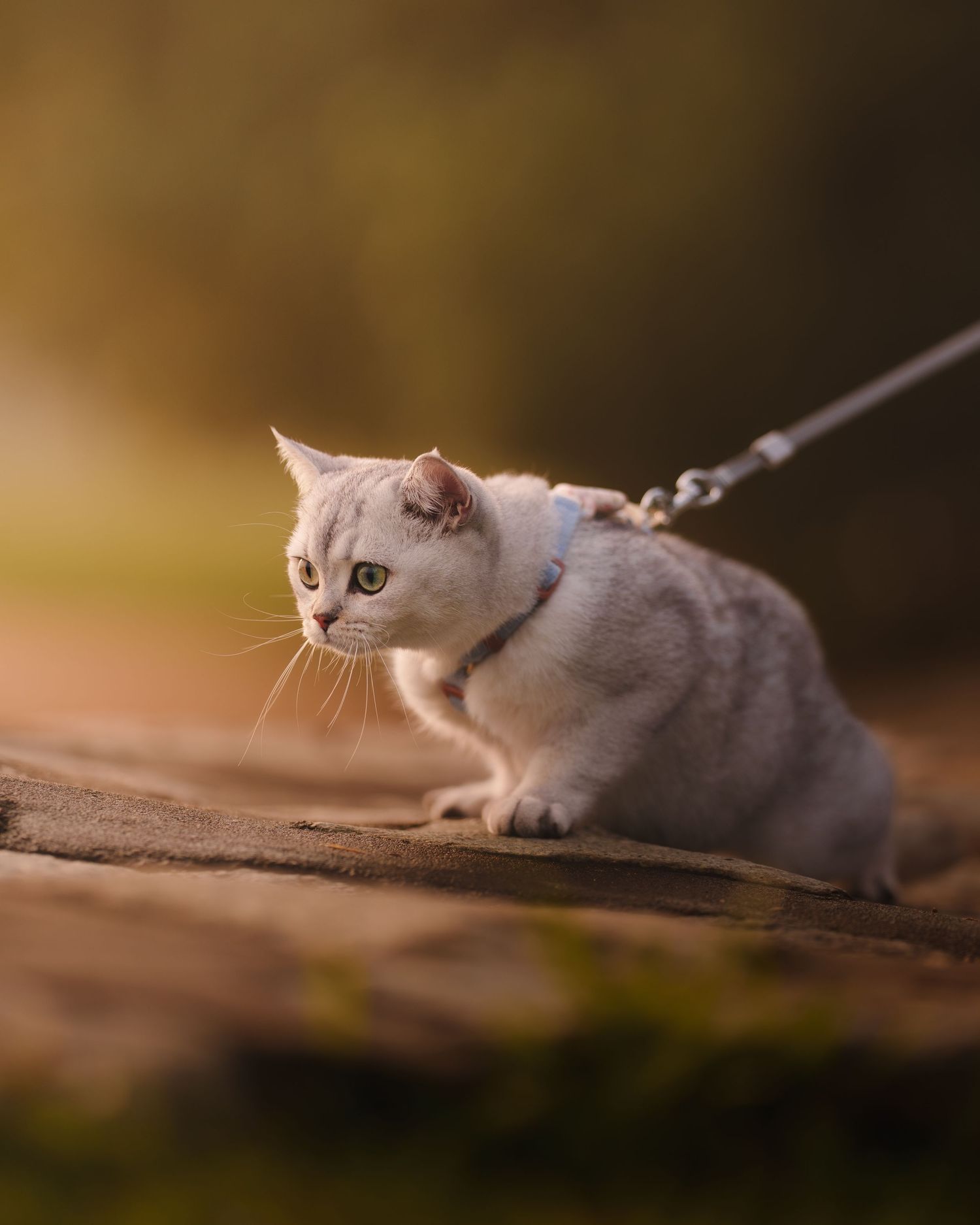 A white cat on a leash and harness crouches alertly on a rock in warm golden outdoor light.