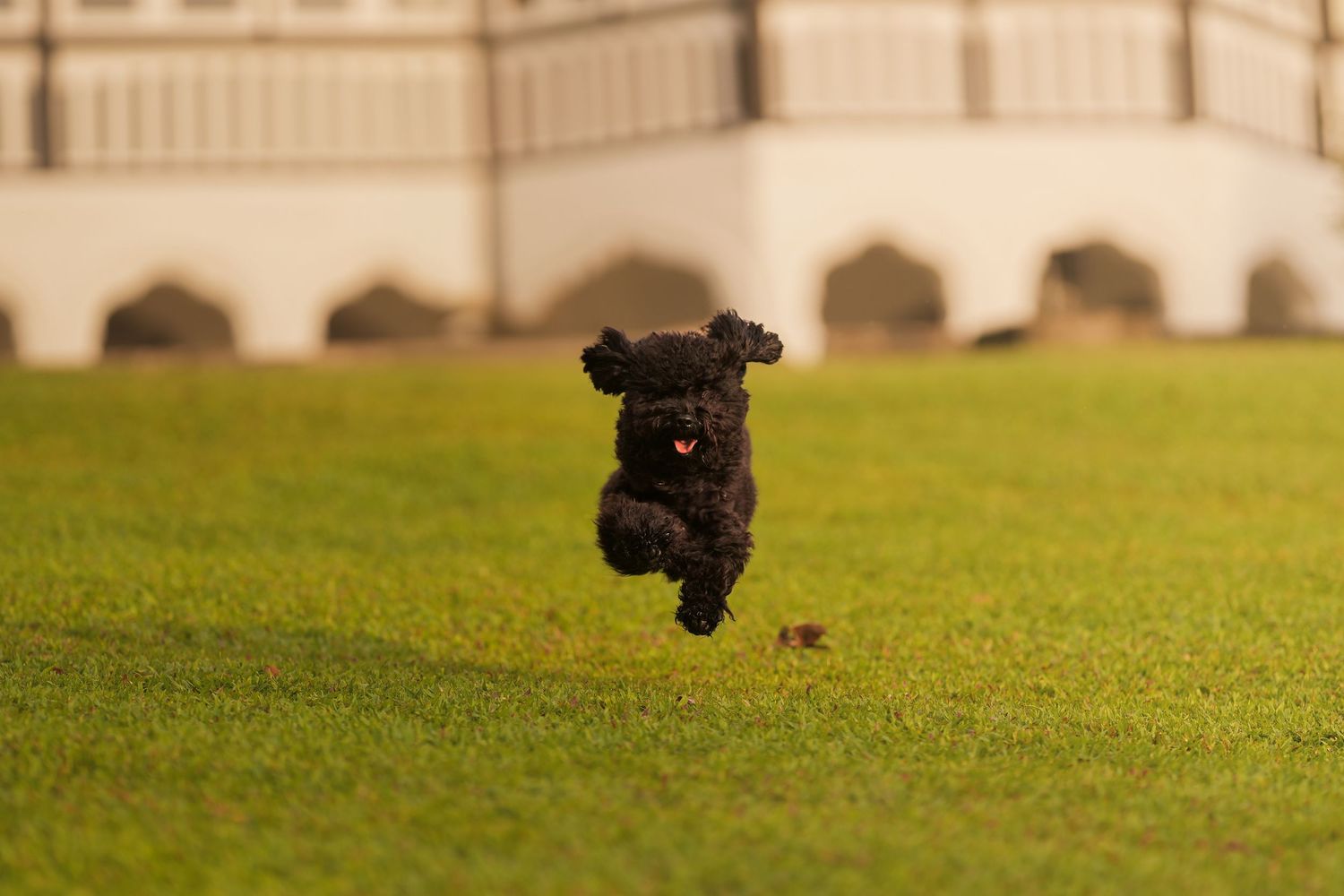 A small black poodle dog joyfully leaping mid-air across a lush green lawn with a white building backdrop.