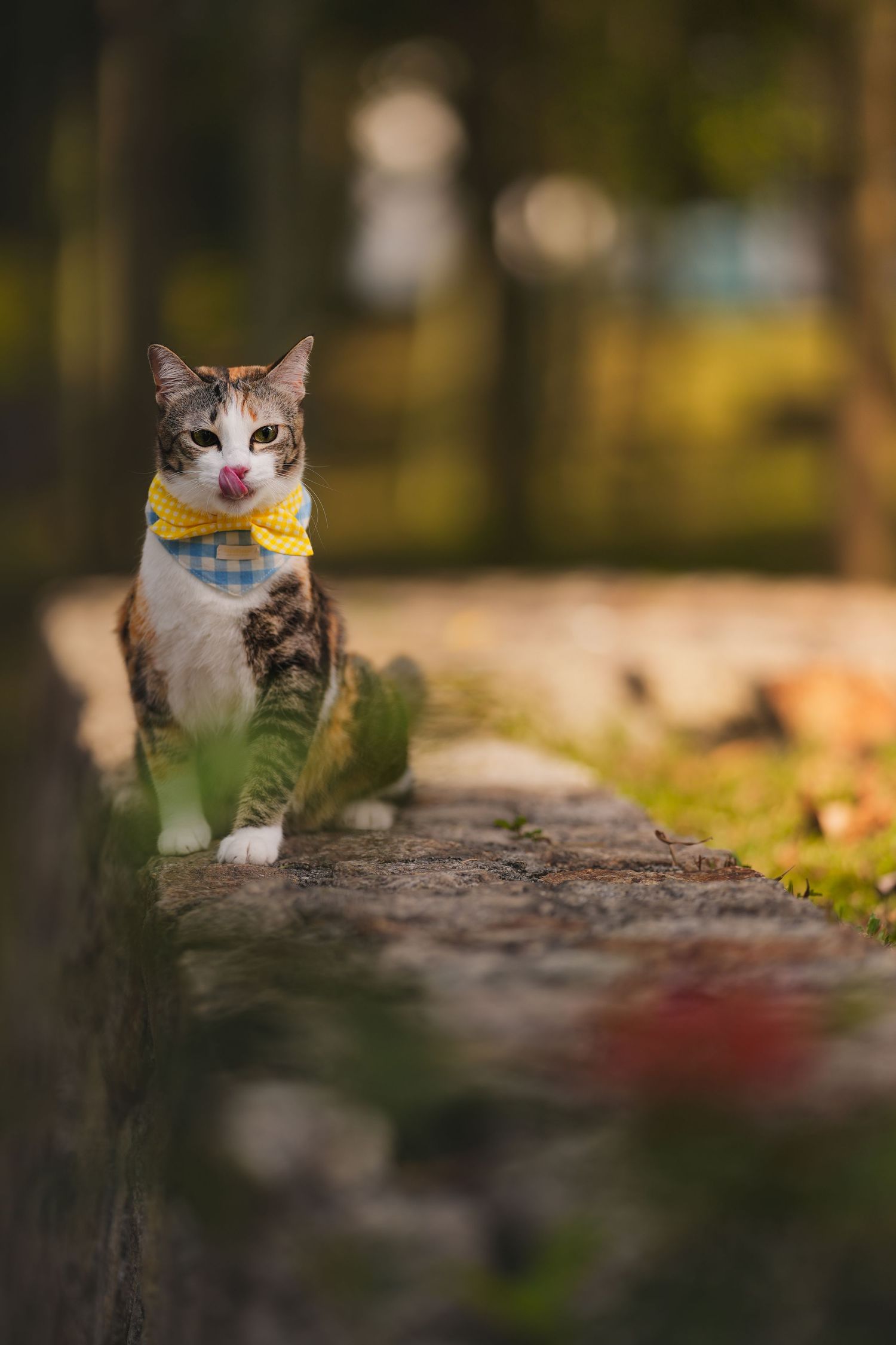 A tabby cat wearing a yellow plaid bow tie sitting on a stone path in a blurred forest background.