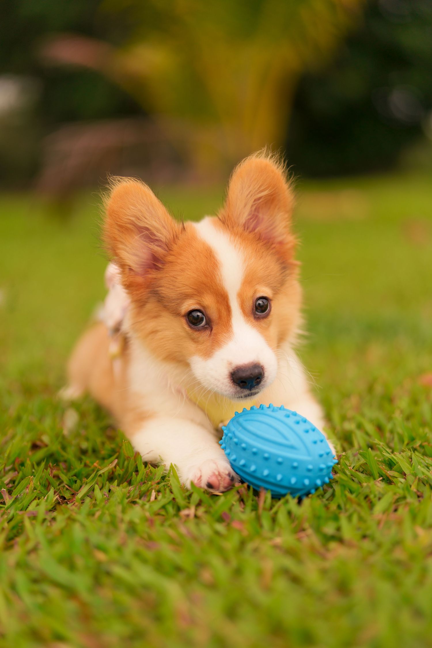 Adorable Corgi puppy playing with a blue rubber toy ball on green grass outdoors.