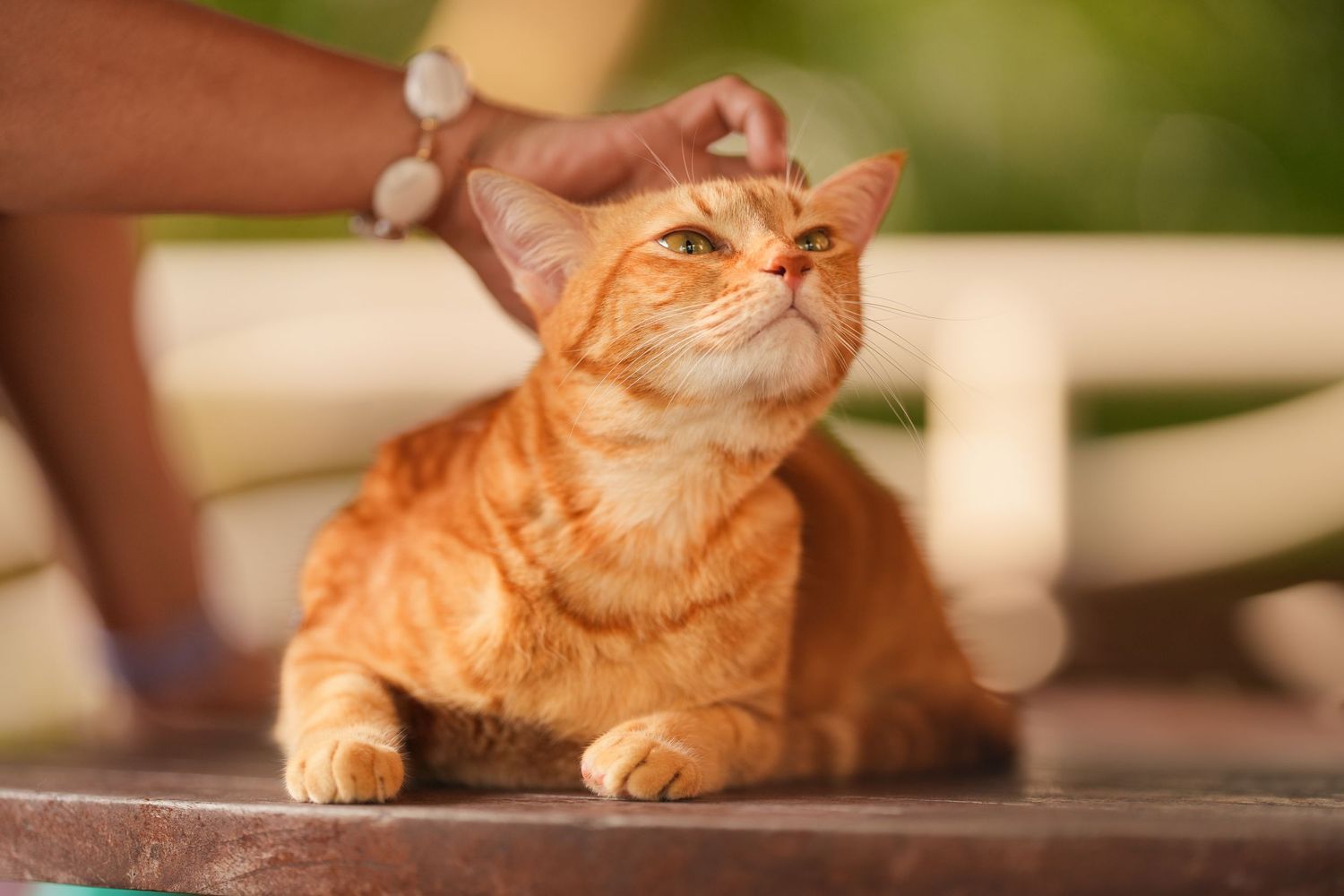 A person gently petting an orange tabby cat lying on a wooden surface outdoors.