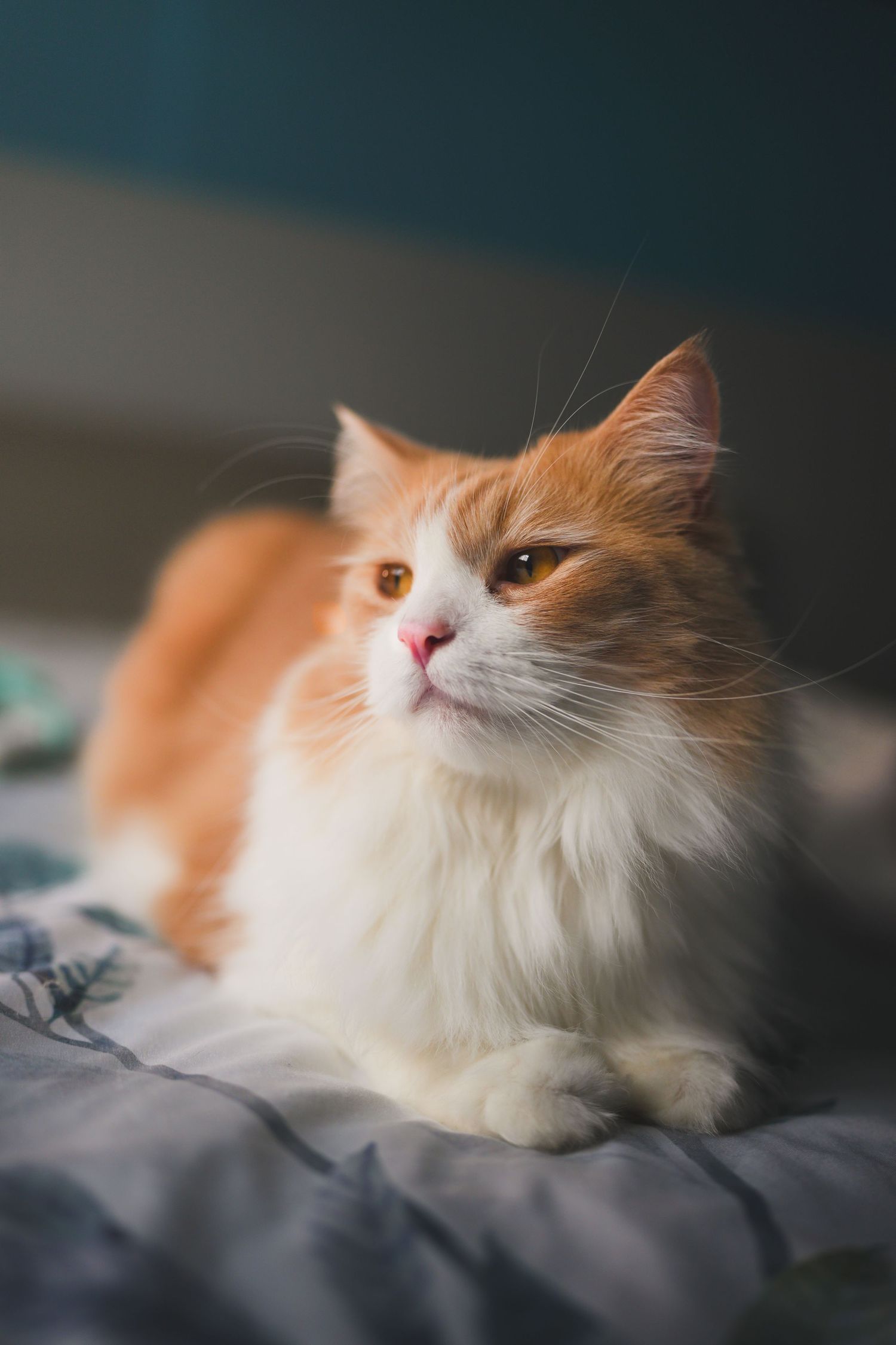 Beautiful orange and white long-haired cat resting gracefully on a bed in soft natural light.