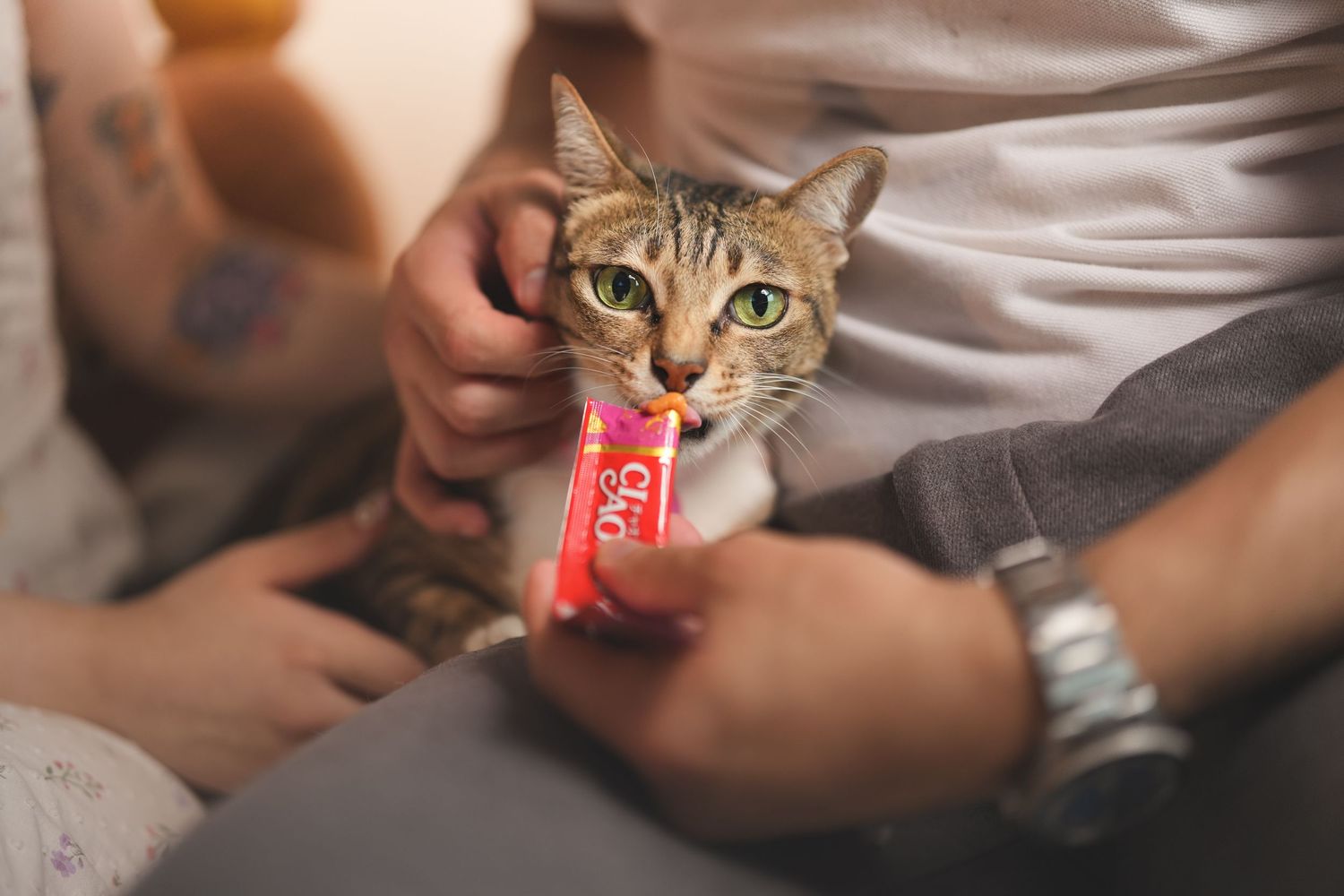 Tabby cat eagerly eating a treat from a person's hands while sitting on a lap indoors.