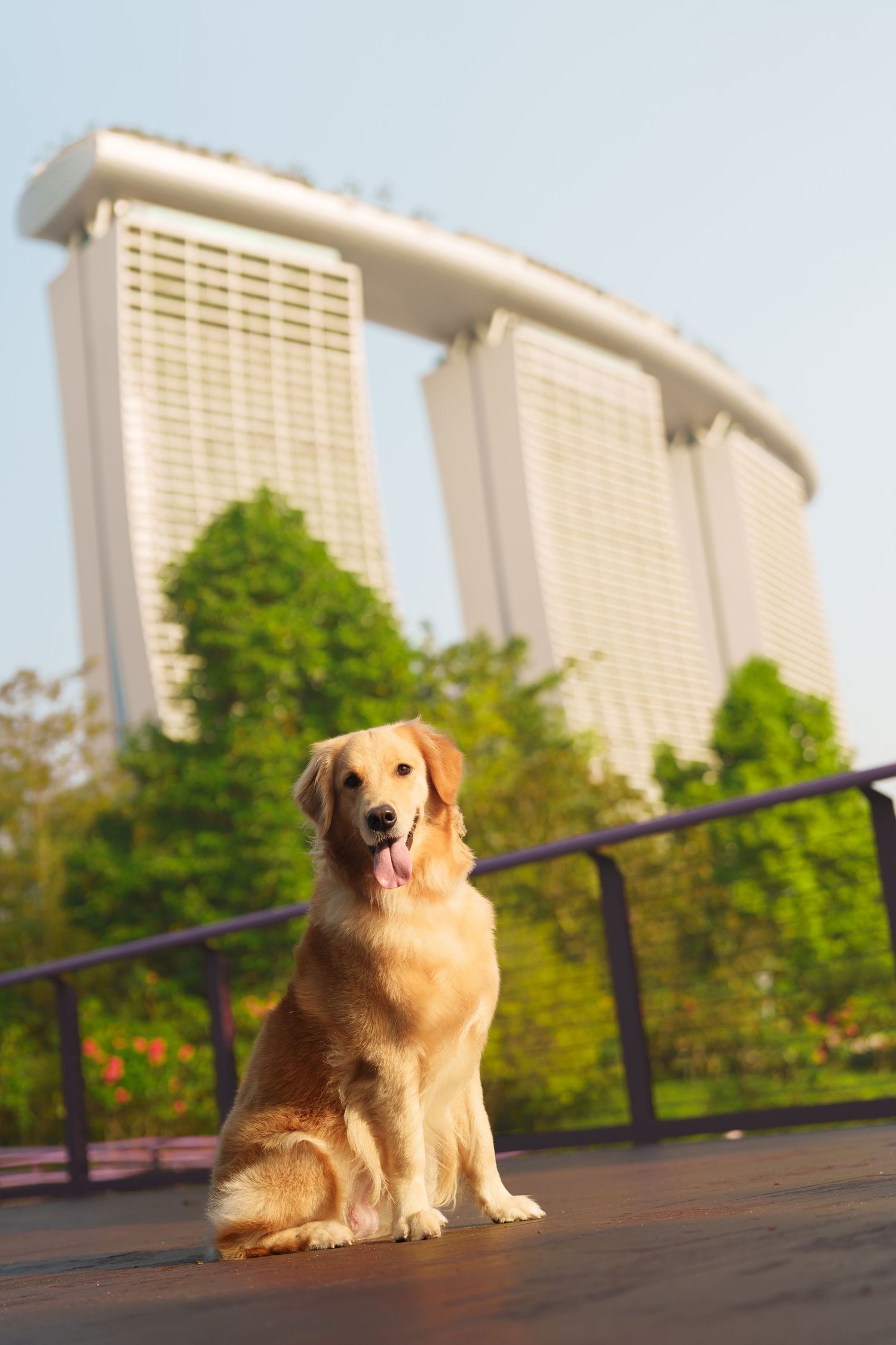 A golden retriever sitting on a wooden deck with Marina Bay Sands hotel in the background.