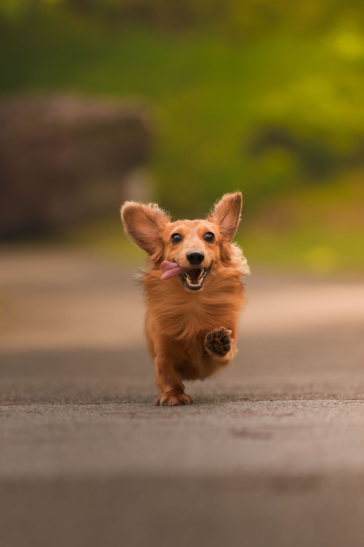 Happy red dachshund running toward camera with ears flapping and tongue out on a blurred green path.
