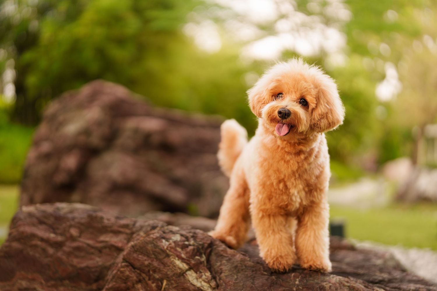 A fluffy golden poodle standing on a rock with tongue out in a lush green park setting.