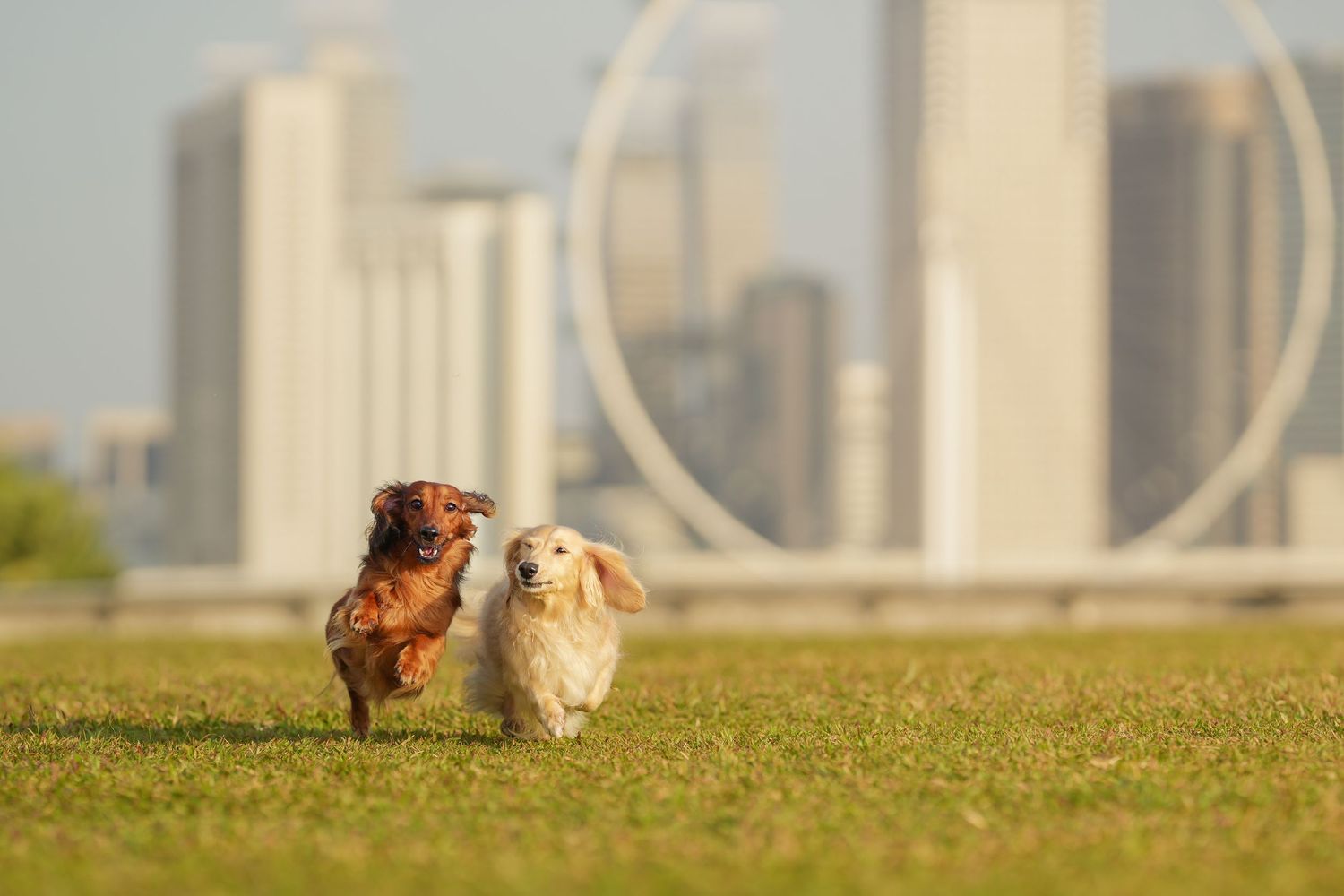 Two dachshund dogs running together on green grass with city skyline in the background.