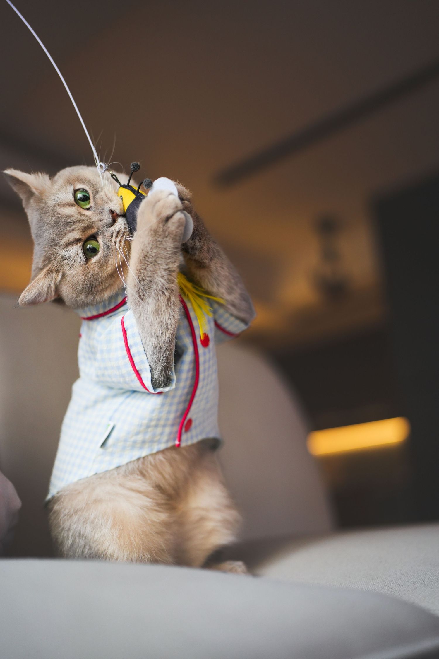 A tabby cat in a blue gingham shirt playfully reaches up to bat at a feather wand toy indoors.