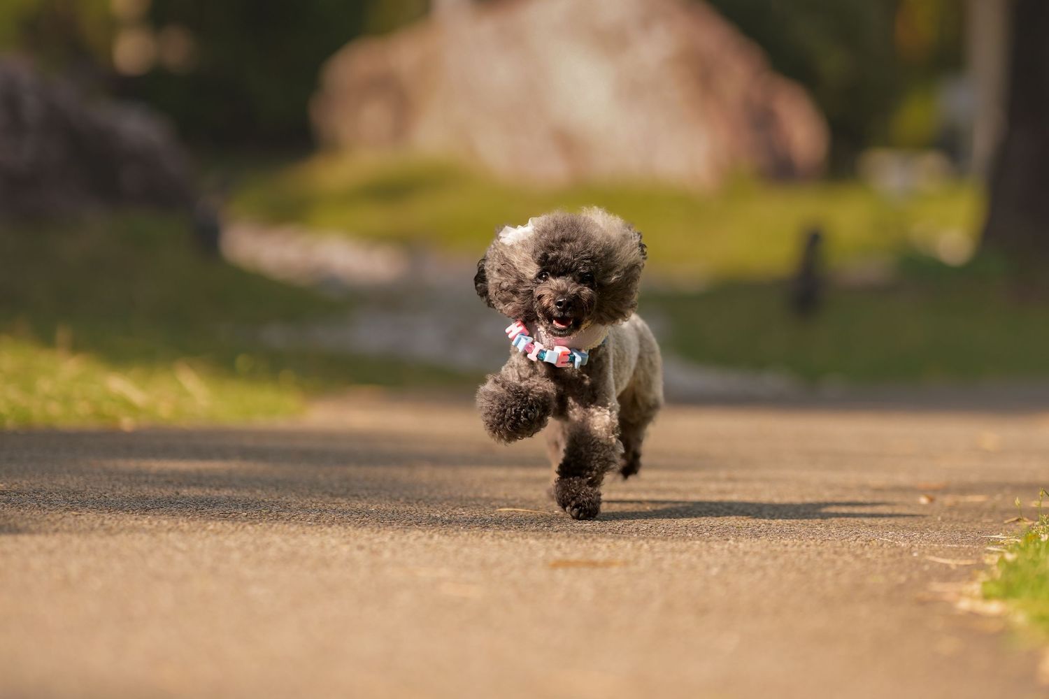 Fluffy dark grey toy poodle puppy running on a sunlit path carrying a colorful toy in its mouth.