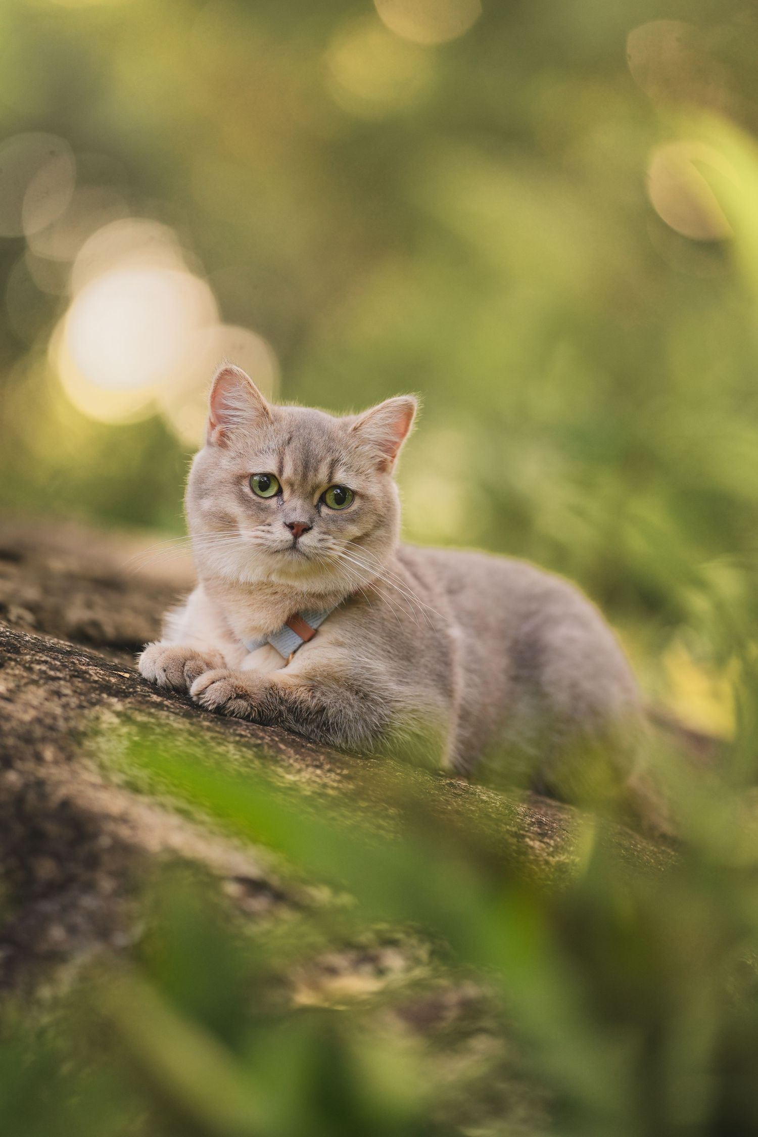 Gray British Shorthair cat lying on a rock surrounded by green bokeh foliage.