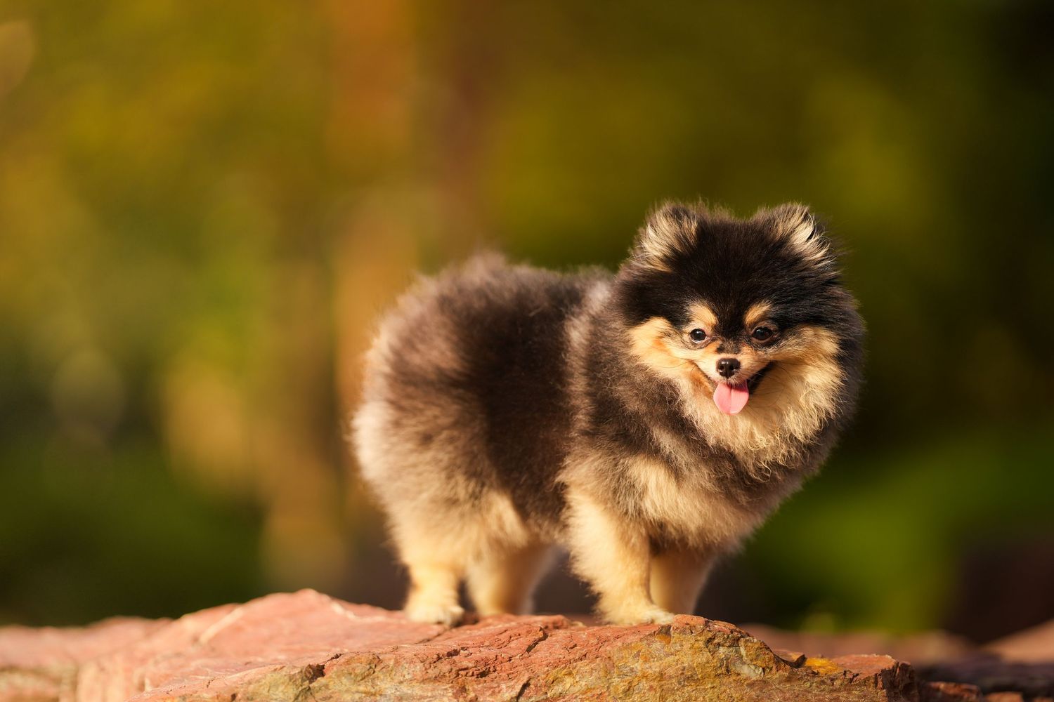 A fluffy black and tan Pomeranian stands on a red rock with a warm bokeh green background behind it.