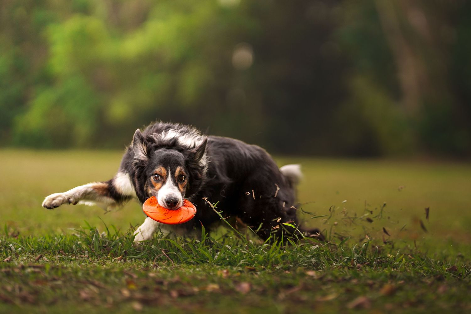 Border Collie dog running low on grass carrying an orange frisbee in a park.
