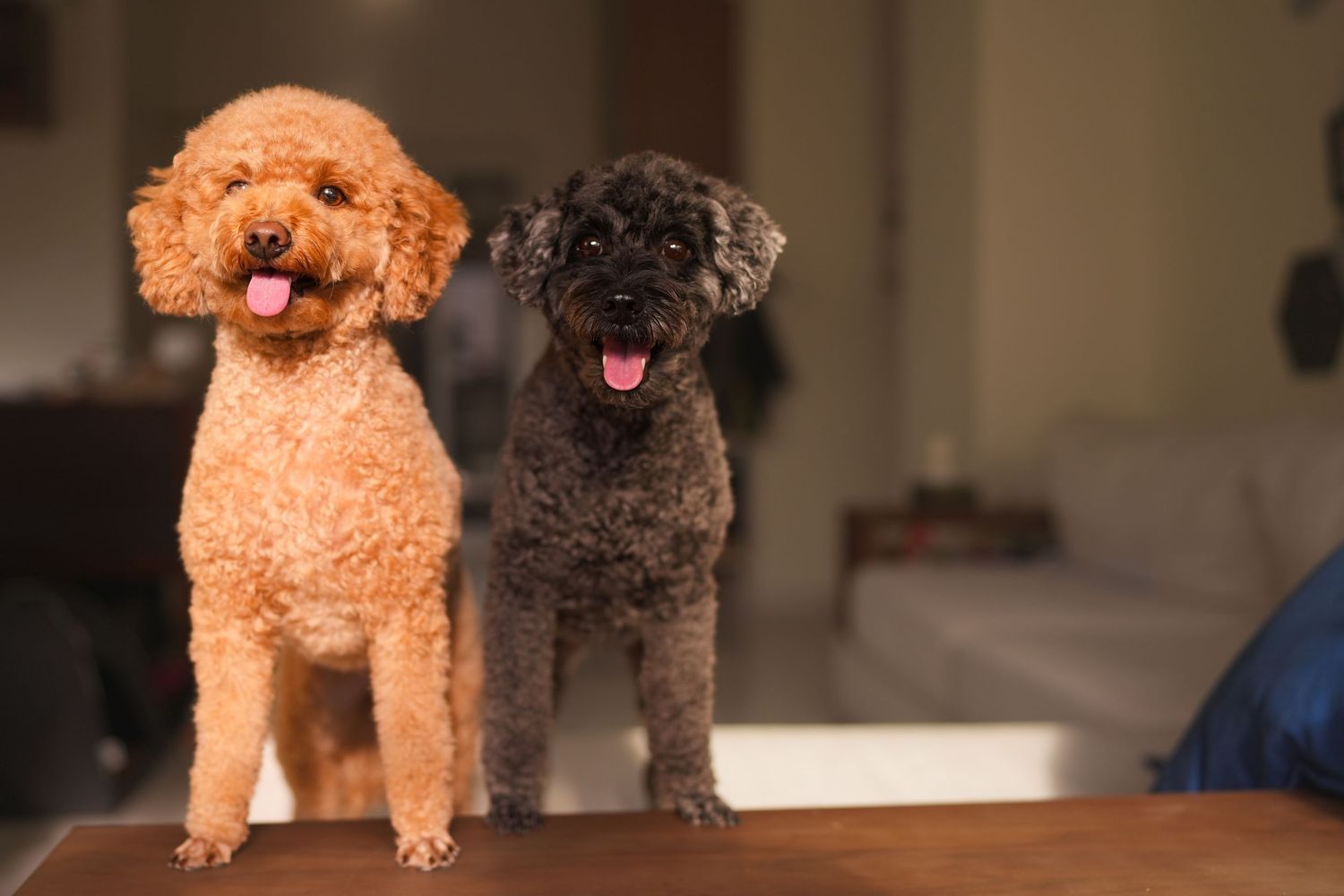 Two cute poodle puppies, one apricot and one black, standing on a table.