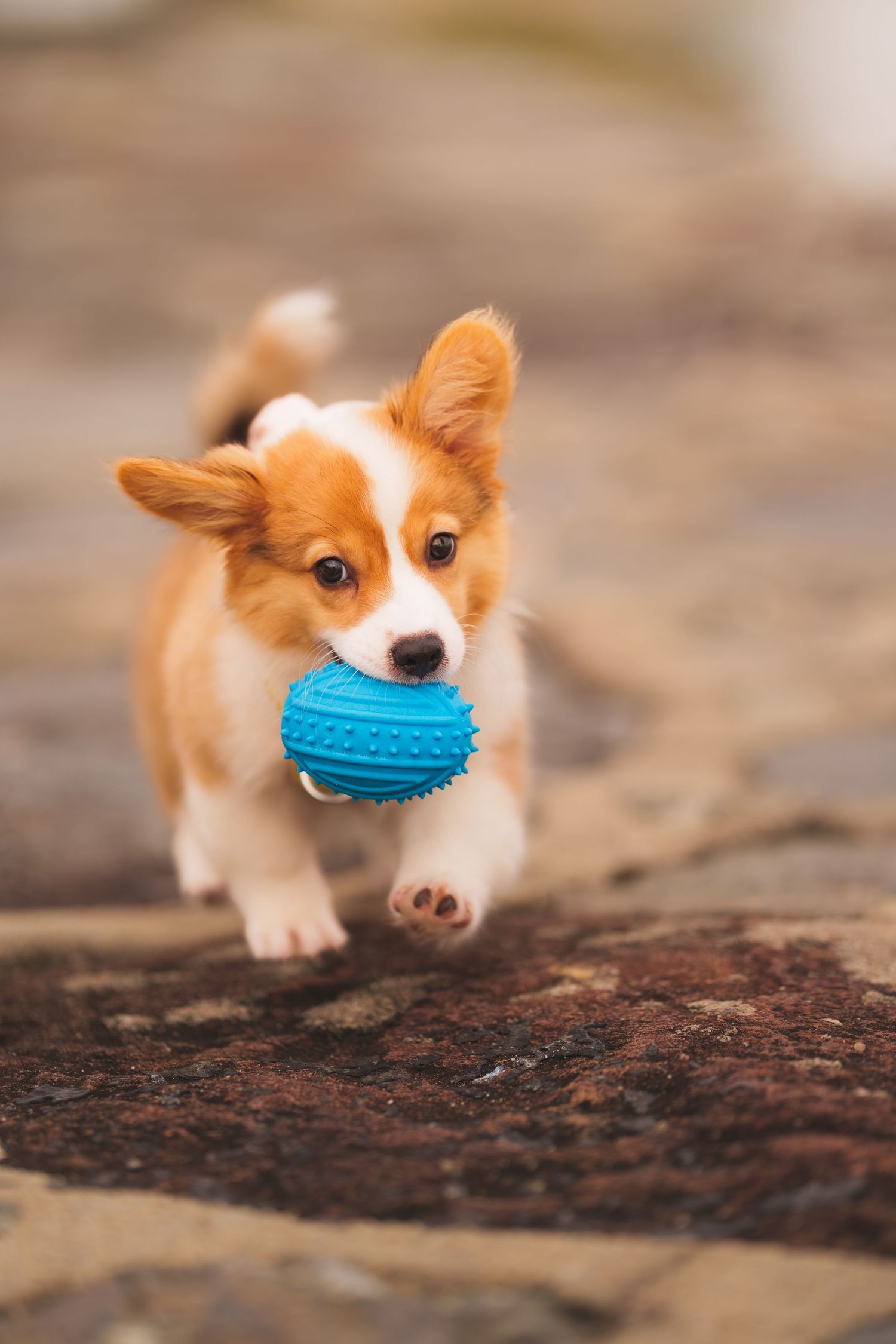 Adorable Corgi puppy running with a blue rubber ball toy in its mouth outdoors.