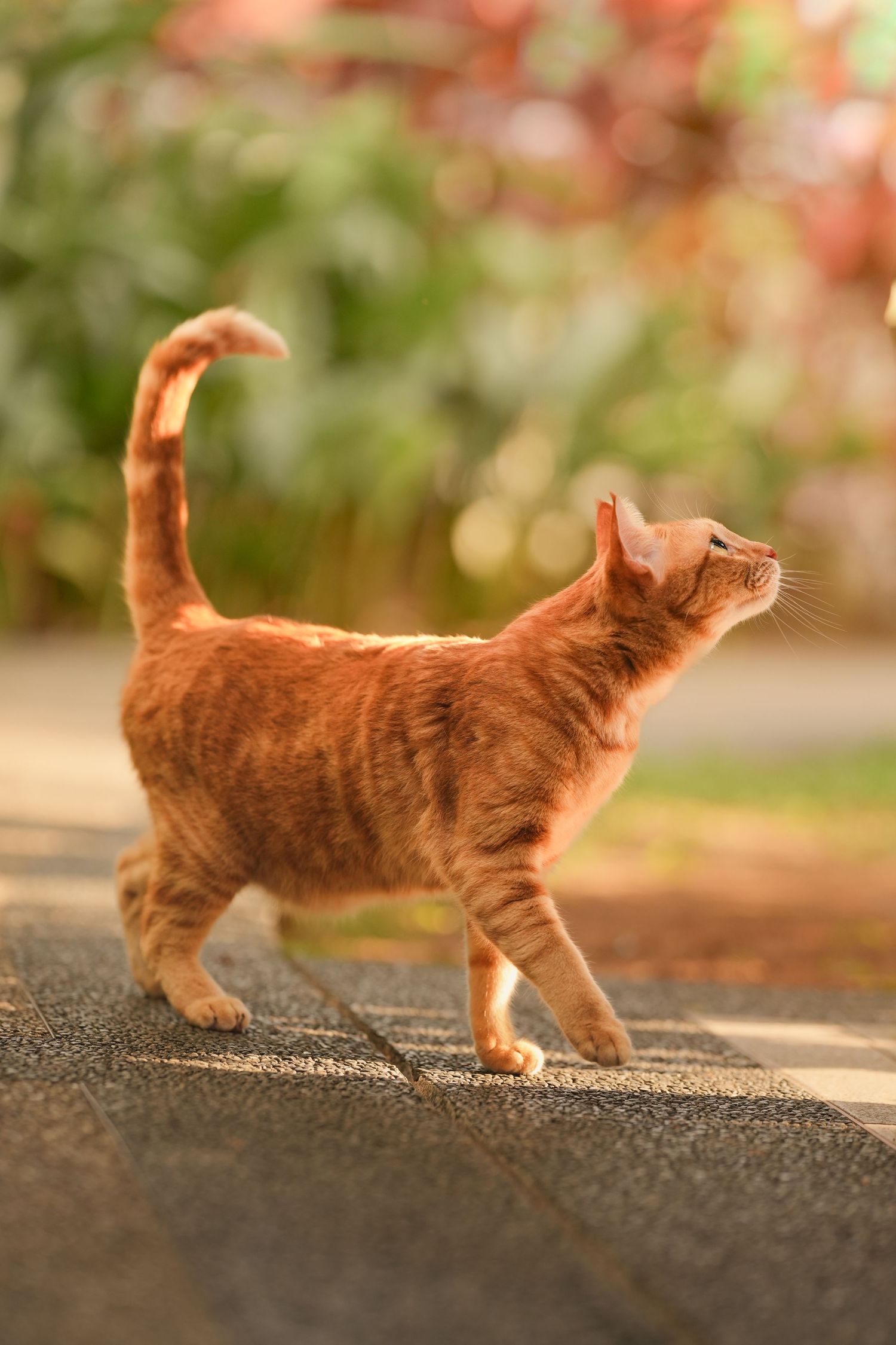 An orange tabby cat walking on pavement with tail raised, set against a warm bokeh garden background.
