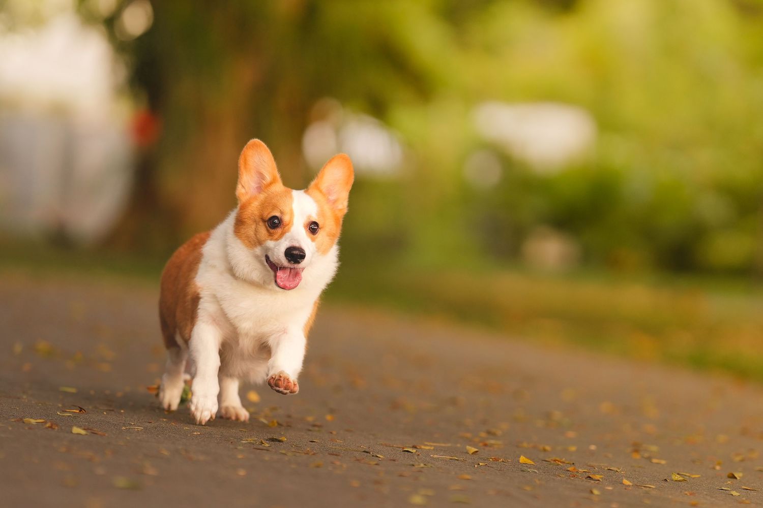 Energetic Corgi puppy running with tongue out on a path in a sunlit park.
