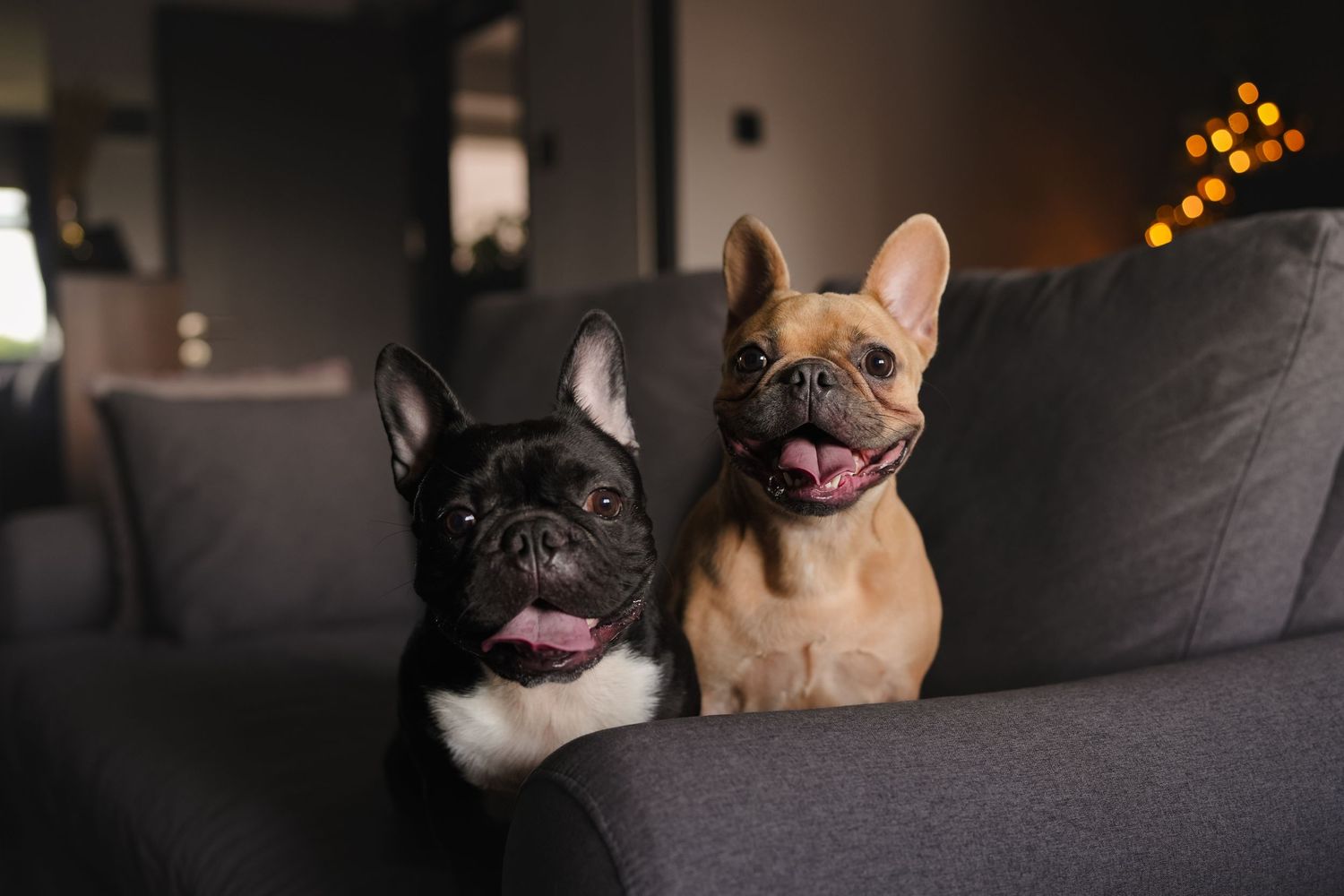 Two French Bulldogs, one black and one fawn, sit side by side on a gray couch with bokeh lights.