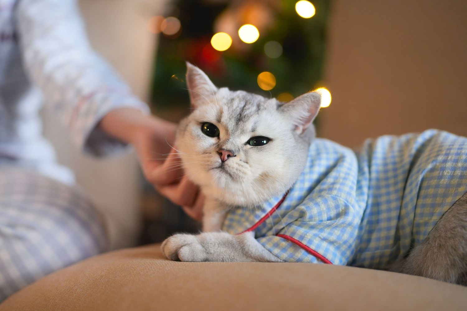 A silver tabby cat wearing blue pajamas resting on a sofa near a glowing Christmas tree.