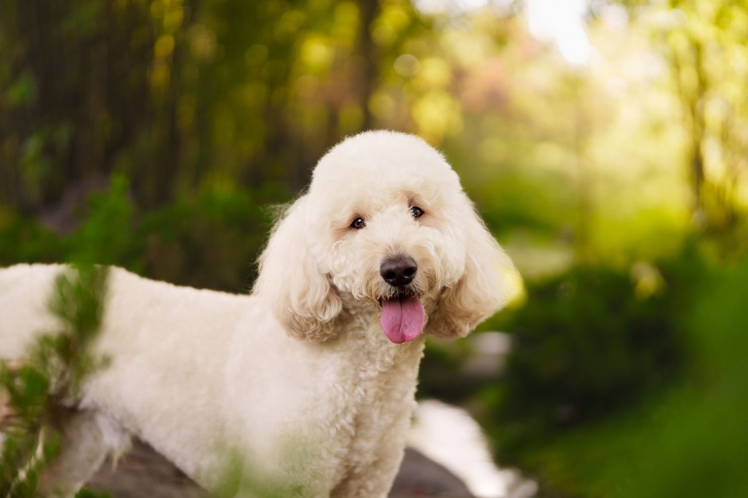 Fluffy white poodle with tongue out standing on rocks surrounded by lush green foliage.