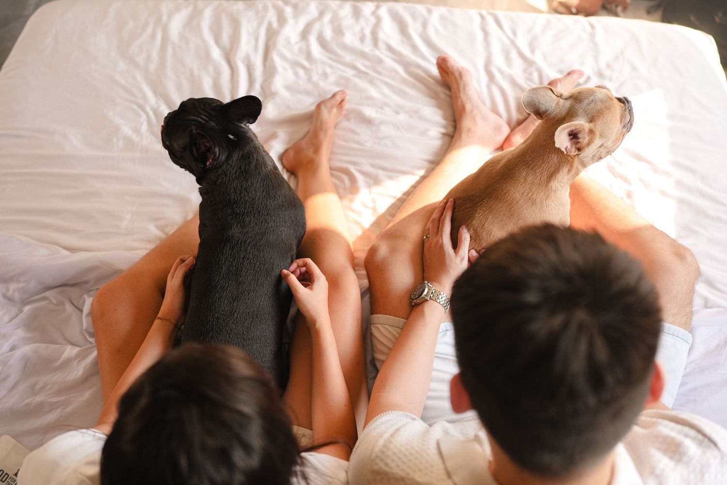 A couple relaxes on a white bed with two French Bulldogs in a bright sunlit bedroom.