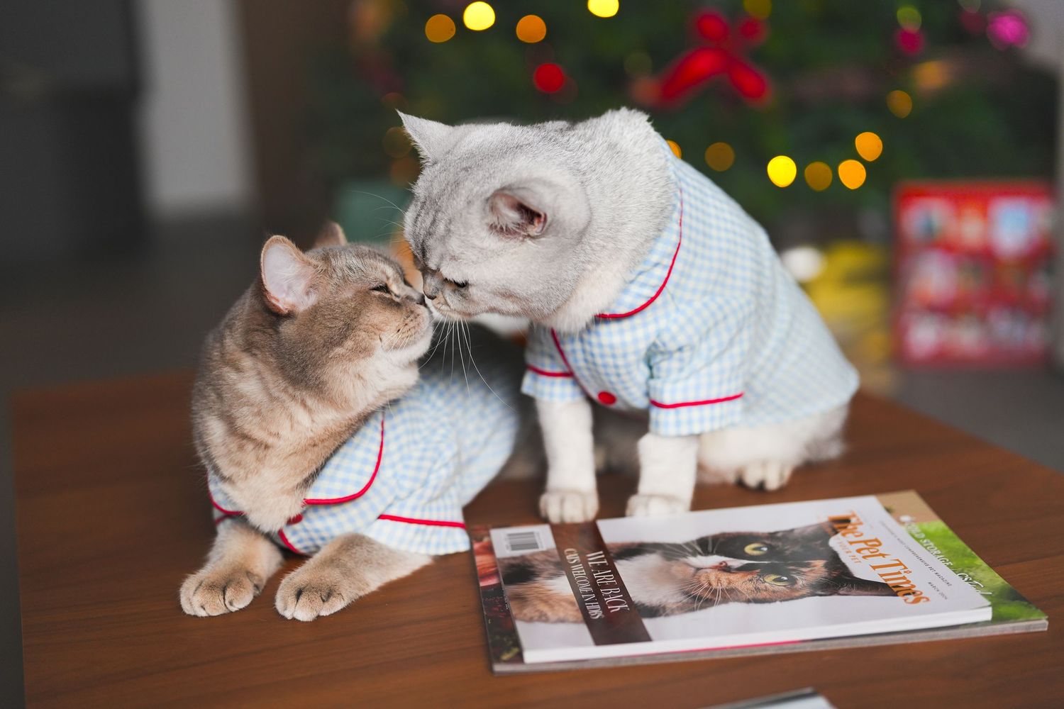 Two cats wearing matching pajamas nuzzling each other on a table near a Christmas tree.