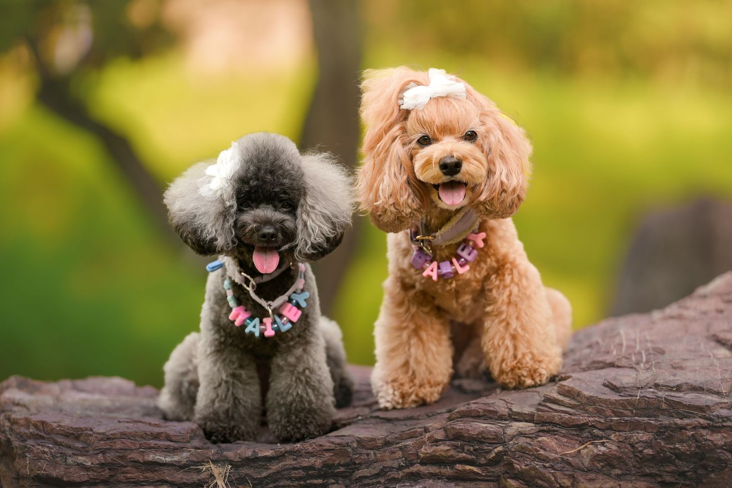 Two groomed poodles sitting on a log outdoors, one gray and one apricot, wearing floral collars.