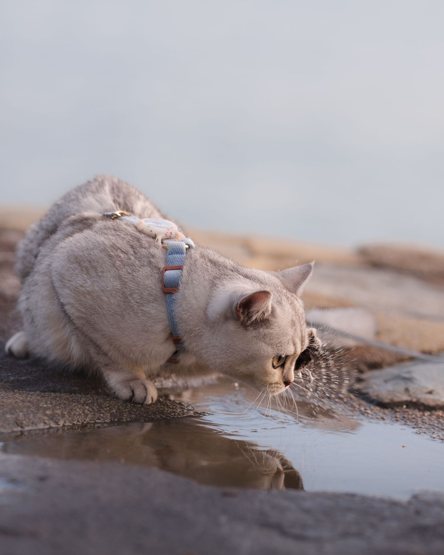 A light gray cat wearing a blue harness drinks from a puddle on rocky ground outdoors.