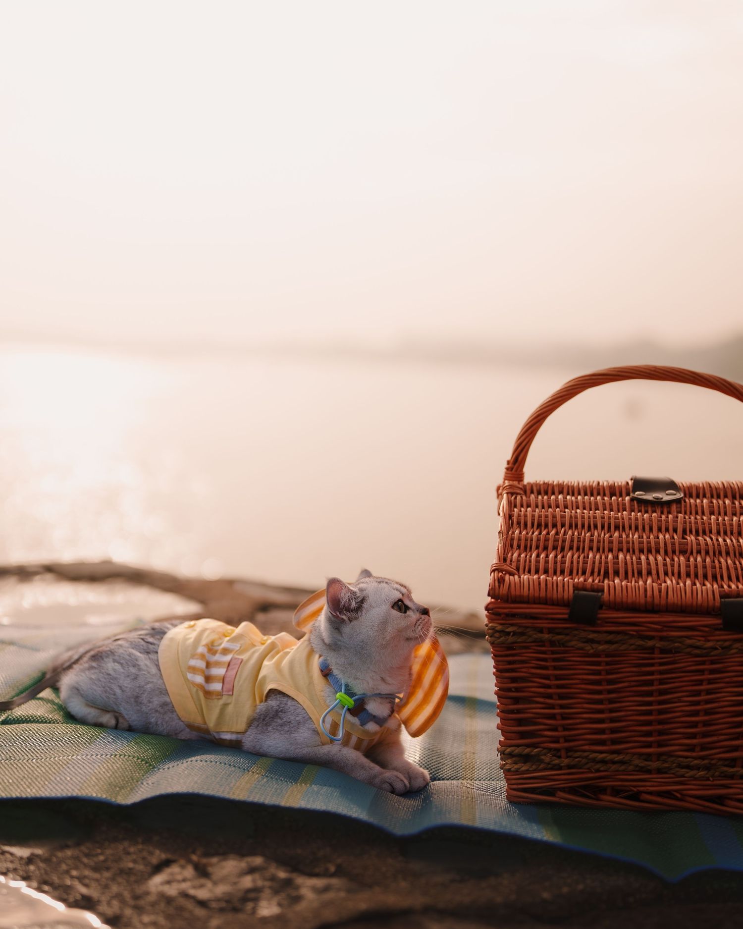 A cat wearing a yellow outfit lies on a blanket beside a wicker picnic basket near a waterfront at sunset.