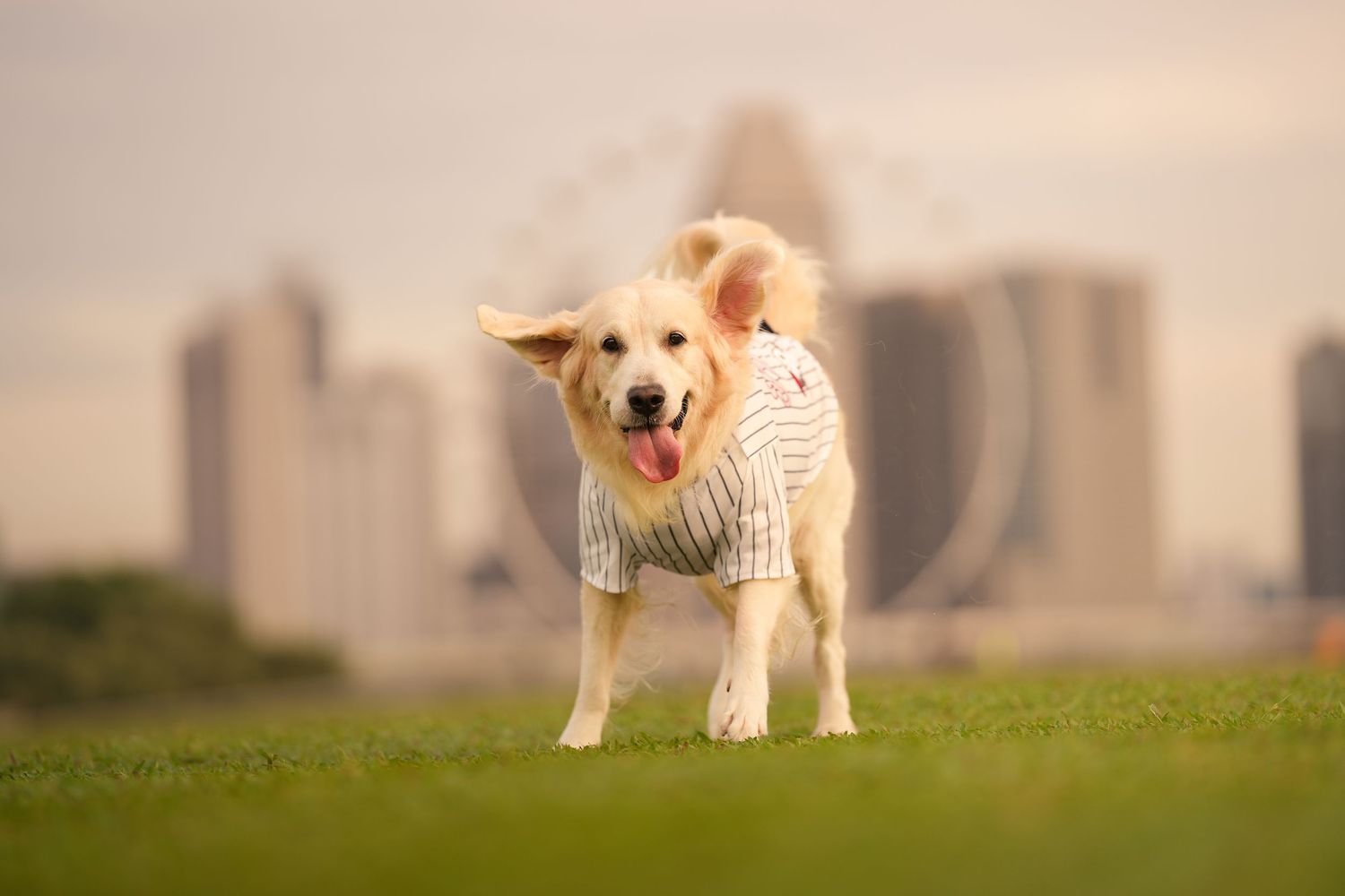 A golden retriever in a striped shirt stands on green grass with a blurred urban skyline behind it.