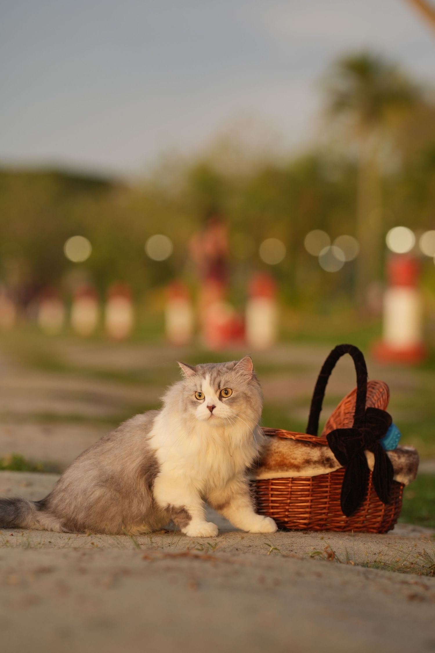 A fluffy gray and white cat sitting beside a wicker picnic basket in a park.