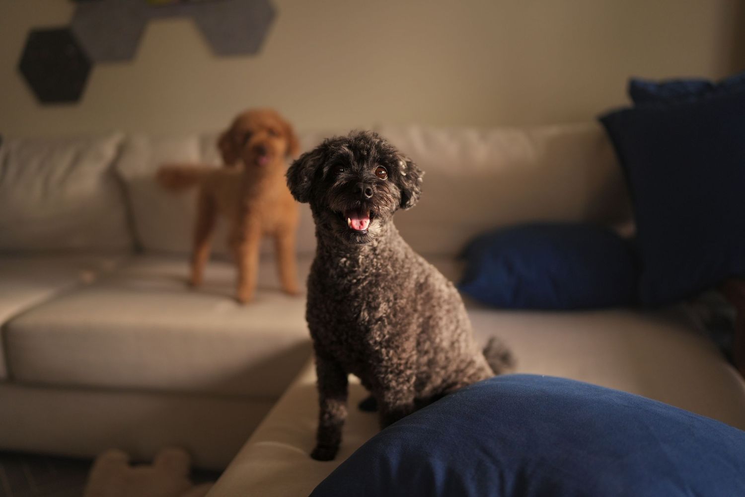 Two poodles, one dark and one golden, posing near a white sofa in a modern living room.