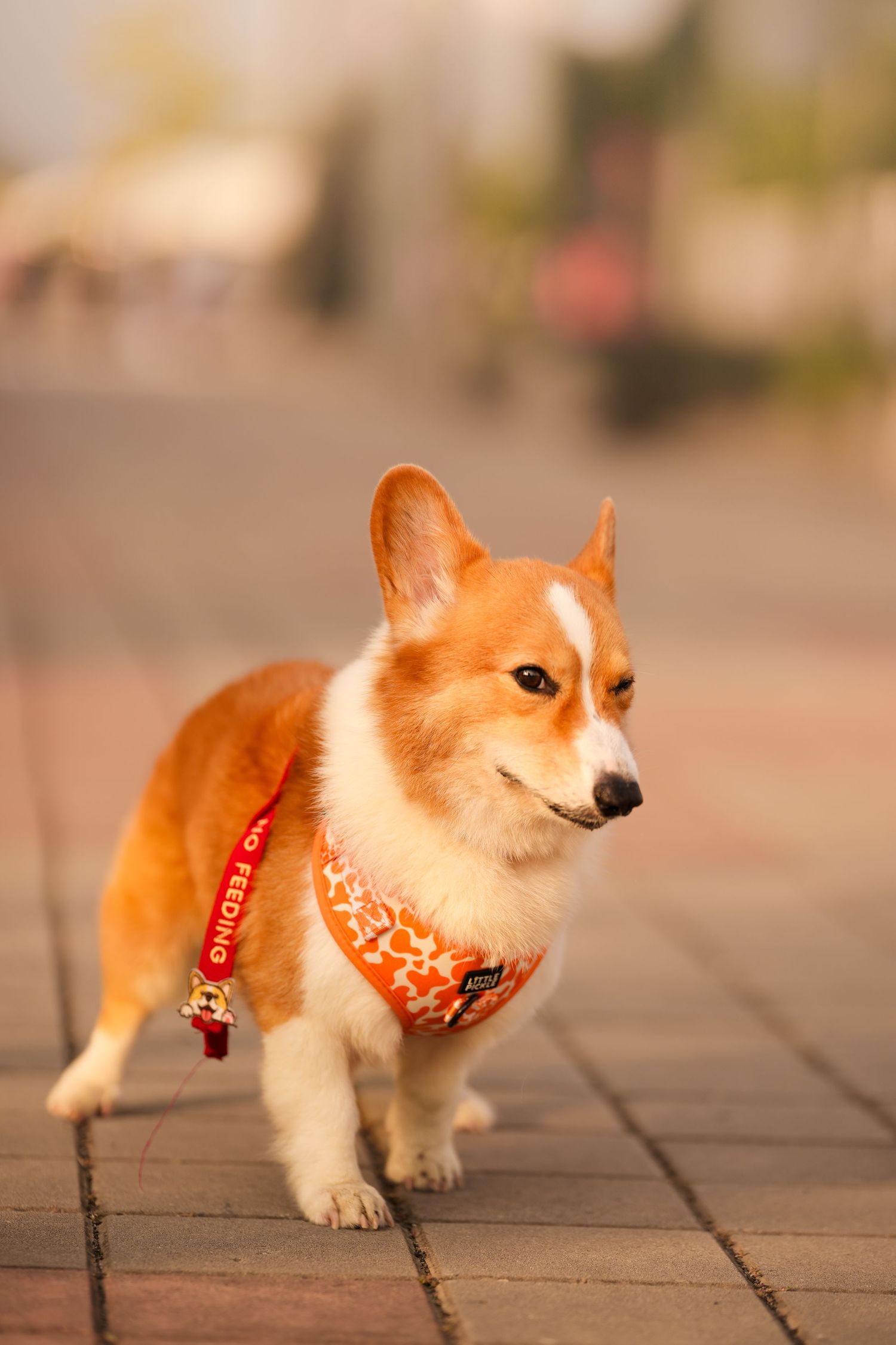 Pembroke Welsh Corgi dog wearing an orange harness standing on brick pavement outdoors.