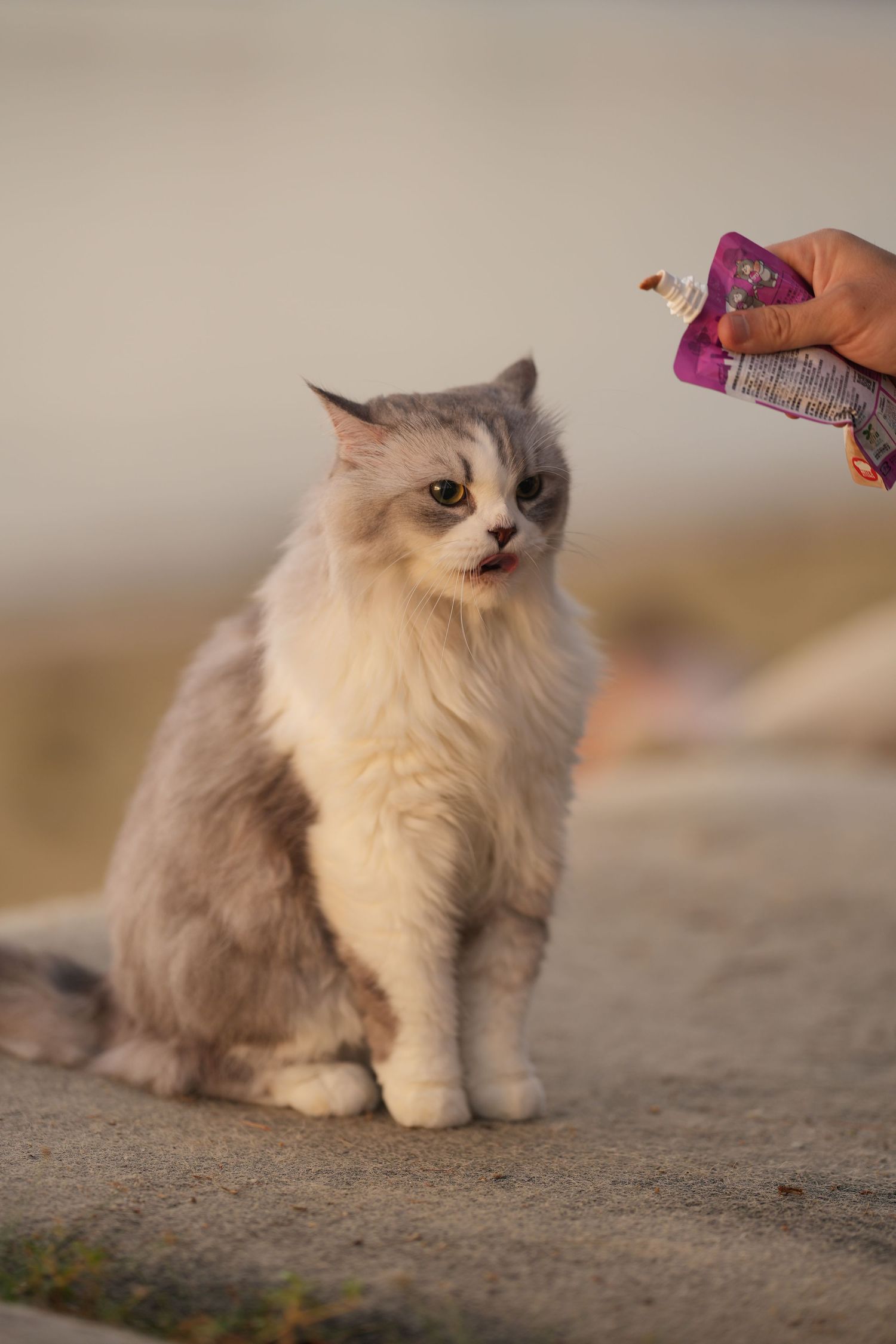 Fluffy gray and white Ragdoll cat being offered treat from squeeze pouch by human hand.