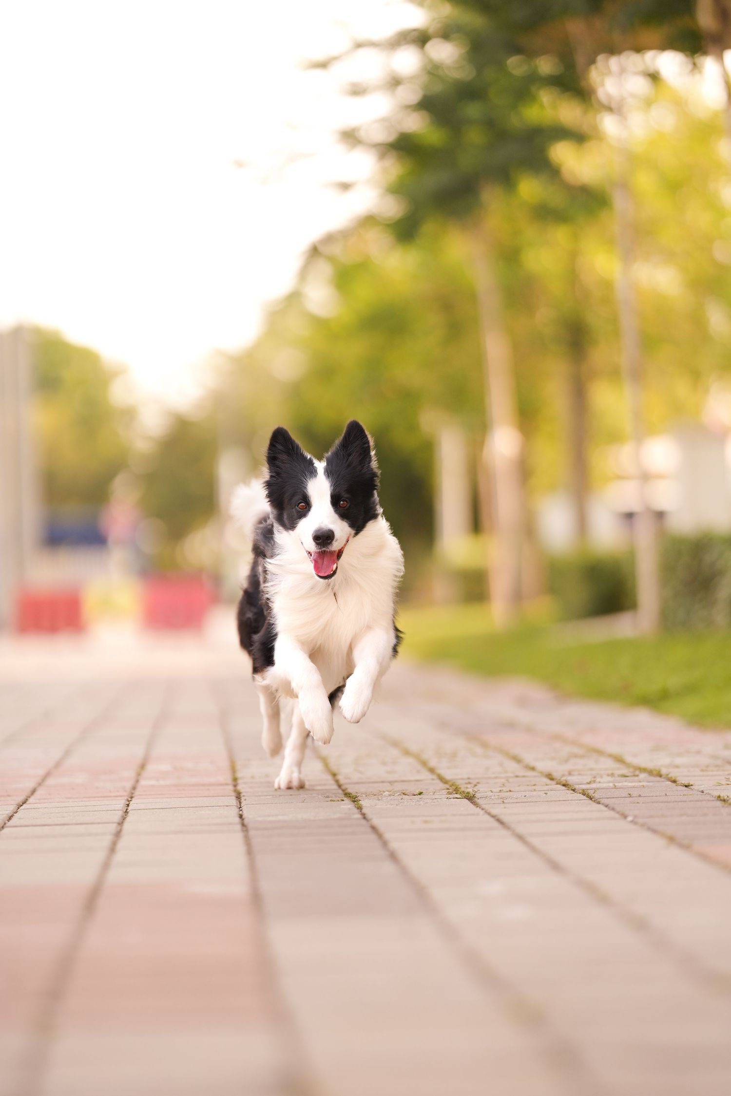 A black and white Border Collie runs happily along a tree-lined brick pathway in a sunny park.