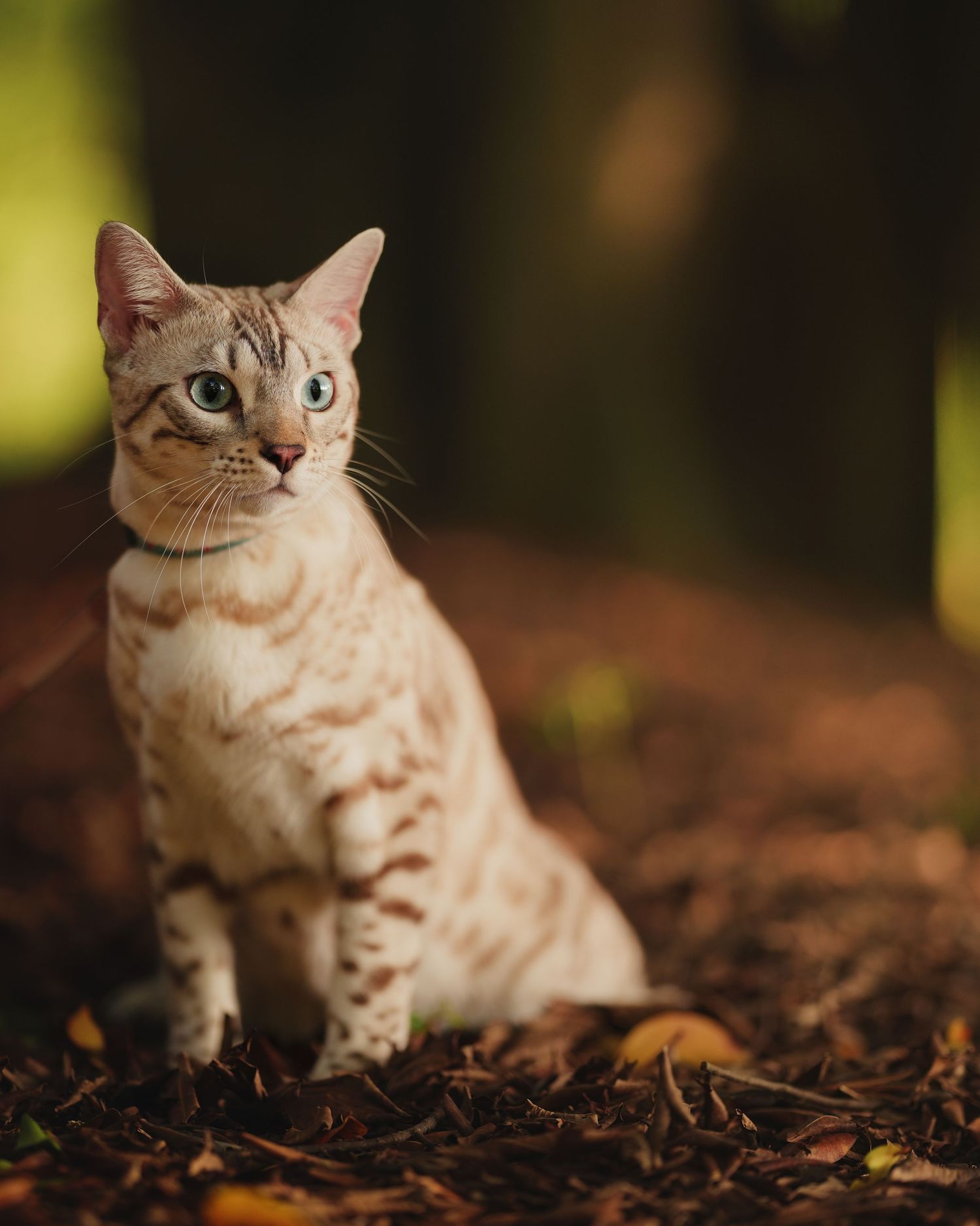 A spotted Bengal cat with blue eyes sits alert on autumn leaves in a forest.