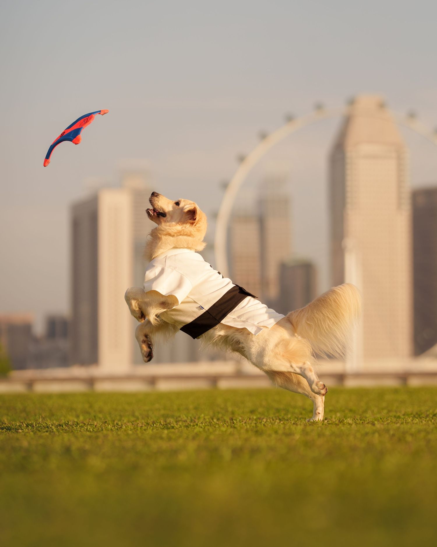 A golden Labrador in a white outfit leaps to catch a frisbee with a city skyline behind.
