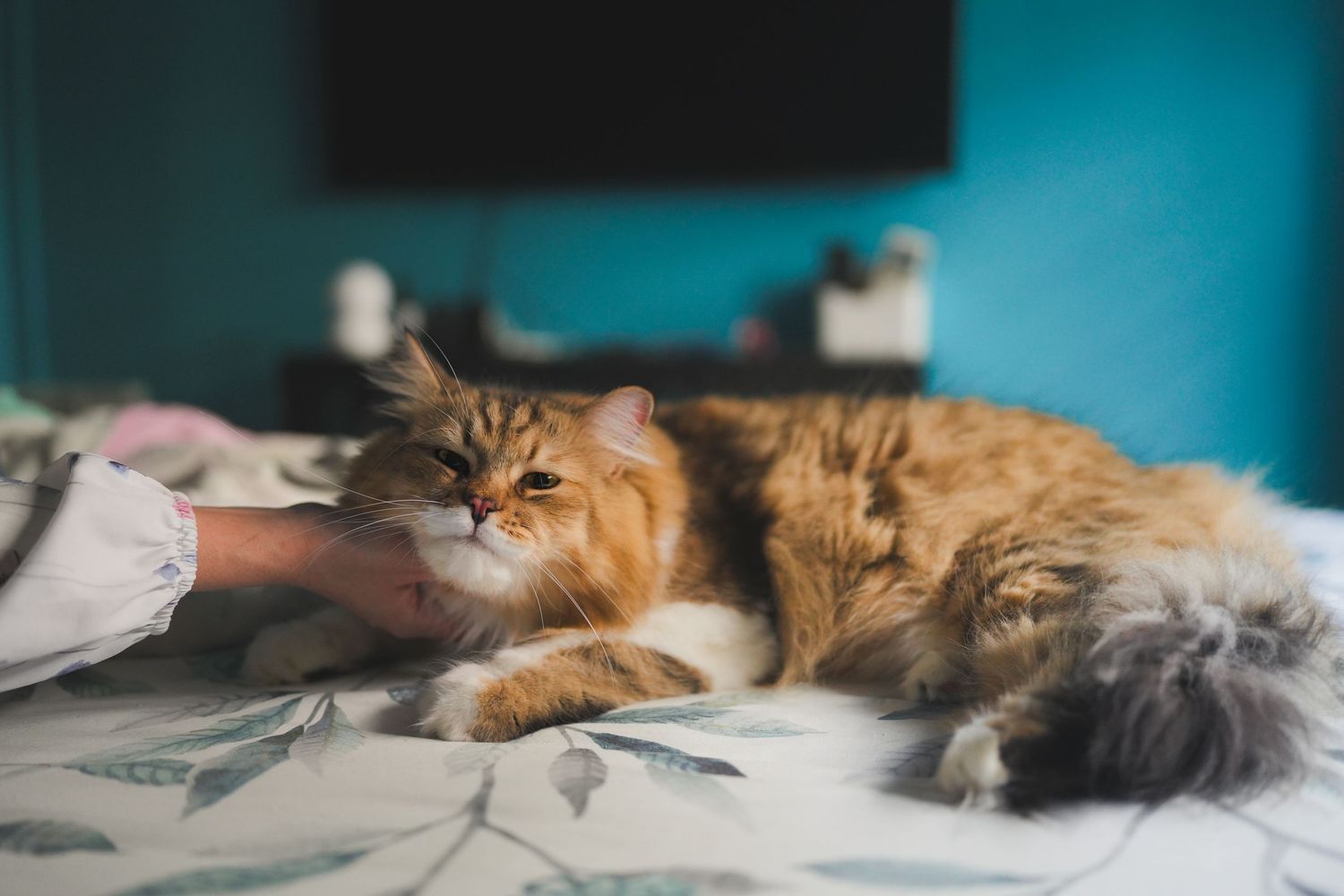 A long-haired ginger cat lying on a bed being gently petted by a person in a blue room.