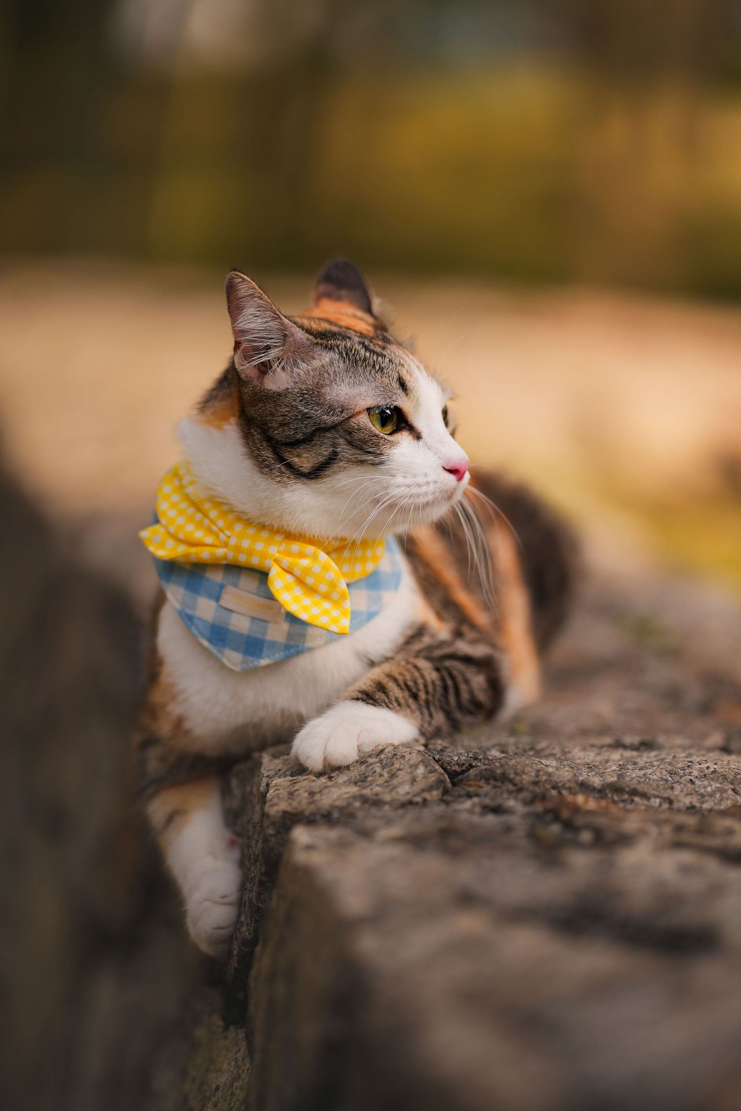 A cute tabby cat wearing a yellow and blue checkered bow tie, resting on a stone ledge outdoors.