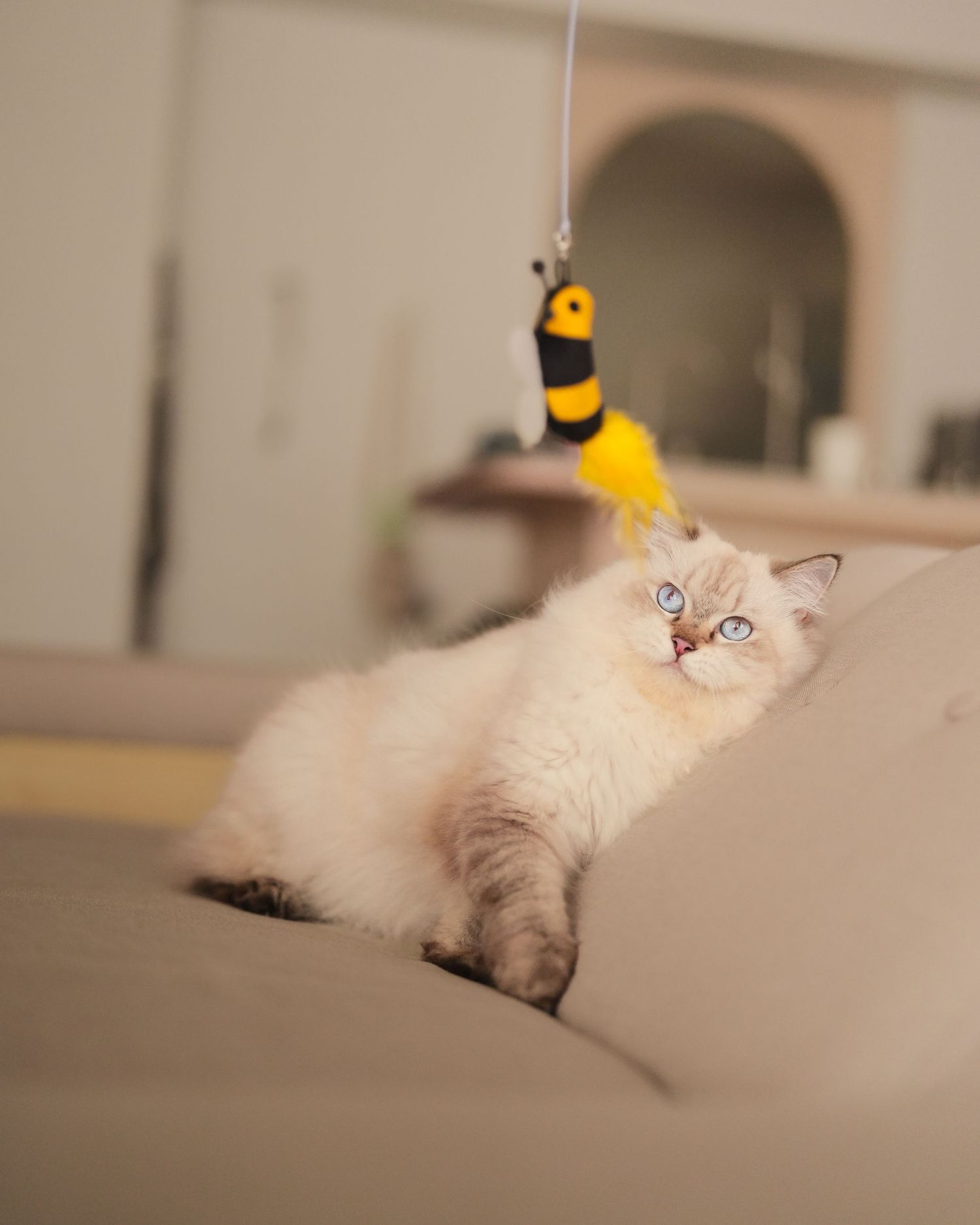 A fluffy white cat with blue eyes perches on a sofa reaching toward a bee-shaped wand toy.