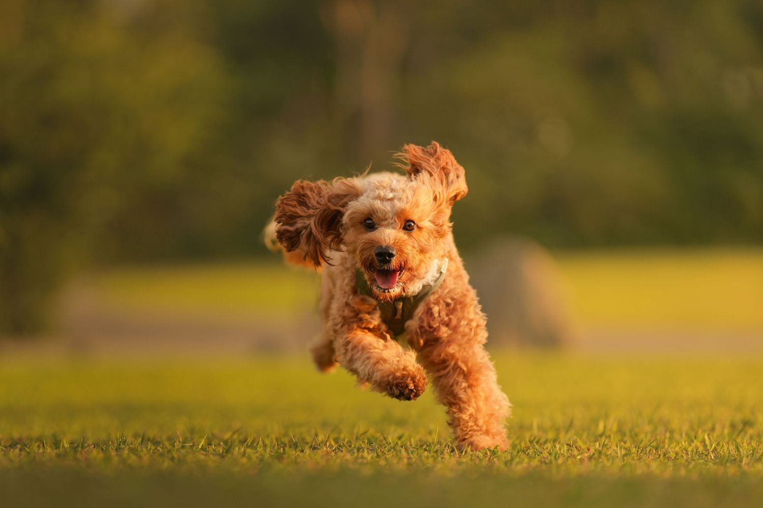 A fluffy golden poodle running joyfully across a green lawn in warm golden hour sunlight.